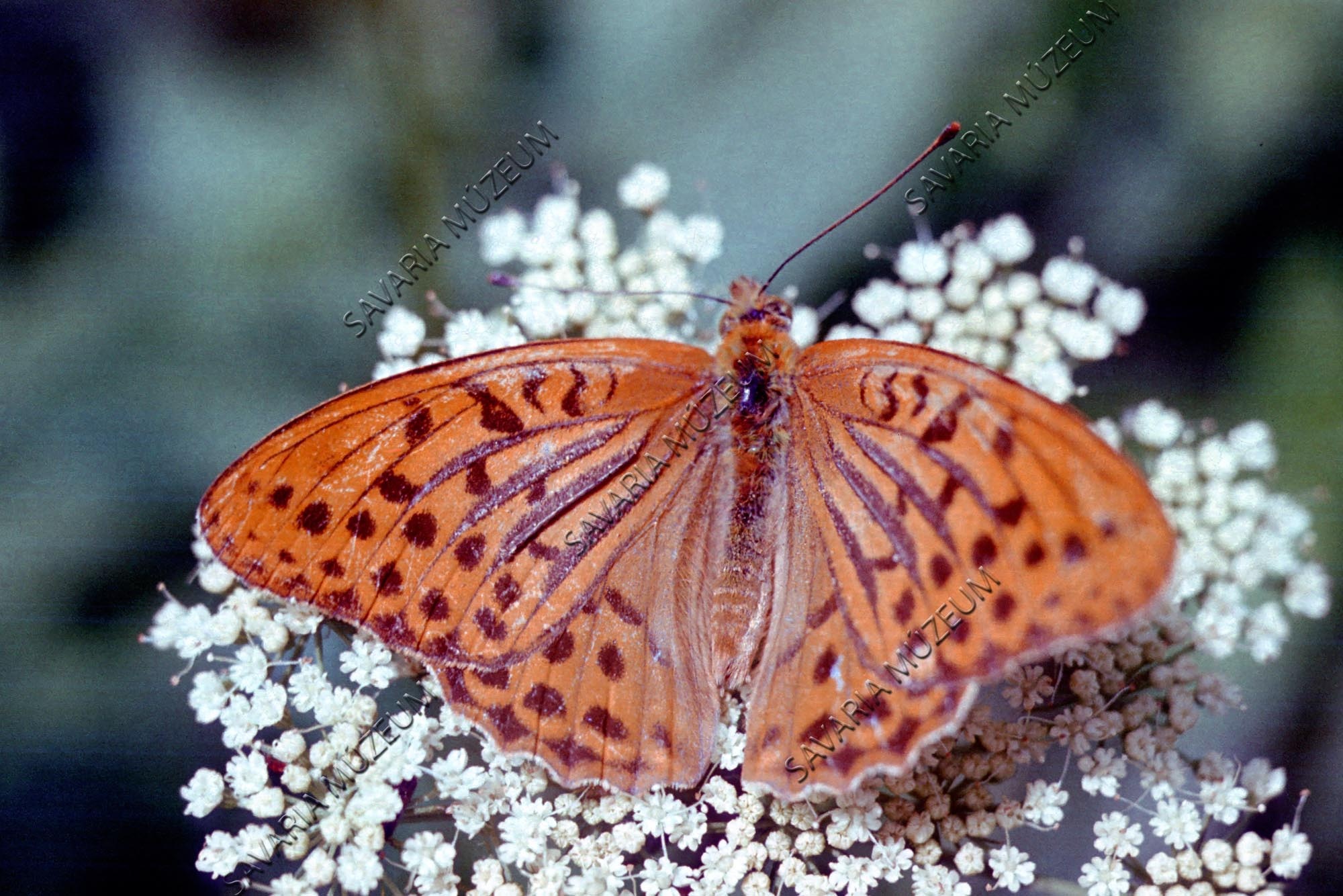Argynnis paphia (Lepidoptera) (Savaria Megyei Hatókörű Városi Múzeum, Szombathely CC BY-NC-SA)