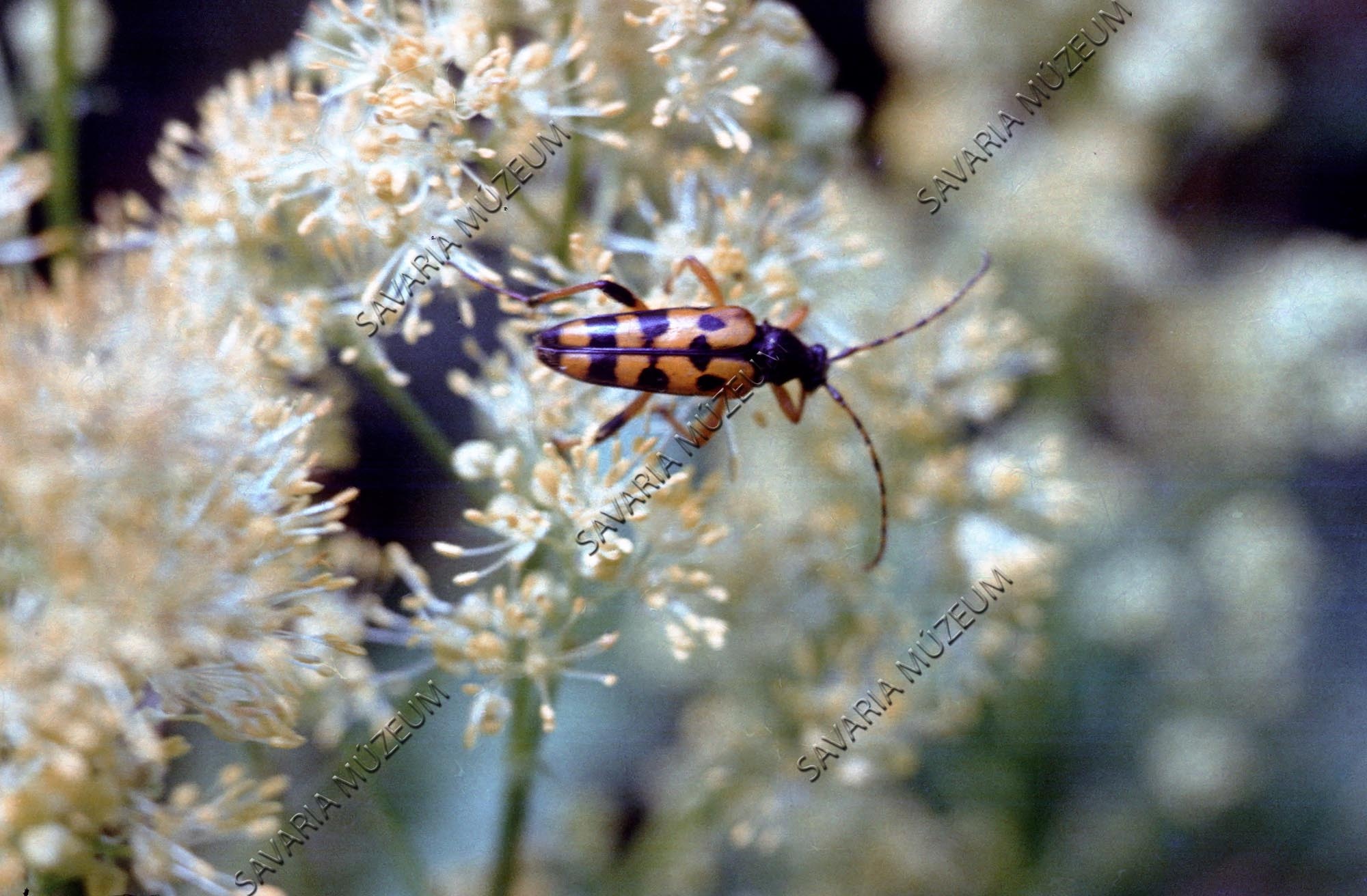 Plagionotus floralis (Coleoptera) (Savaria Megyei Hatókörű Városi Múzeum, Szombathely CC BY-NC-SA)