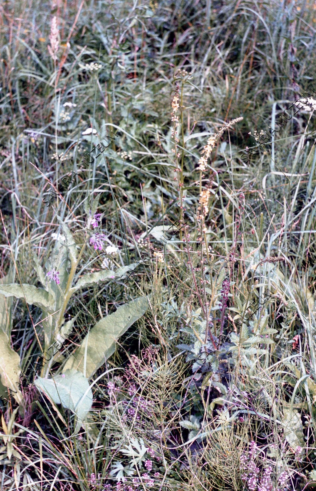 Agrimonia eupatoria (párlófű) (Savaria Megyei Hatókörű Városi Múzeum, Szombathely CC BY-NC-SA)