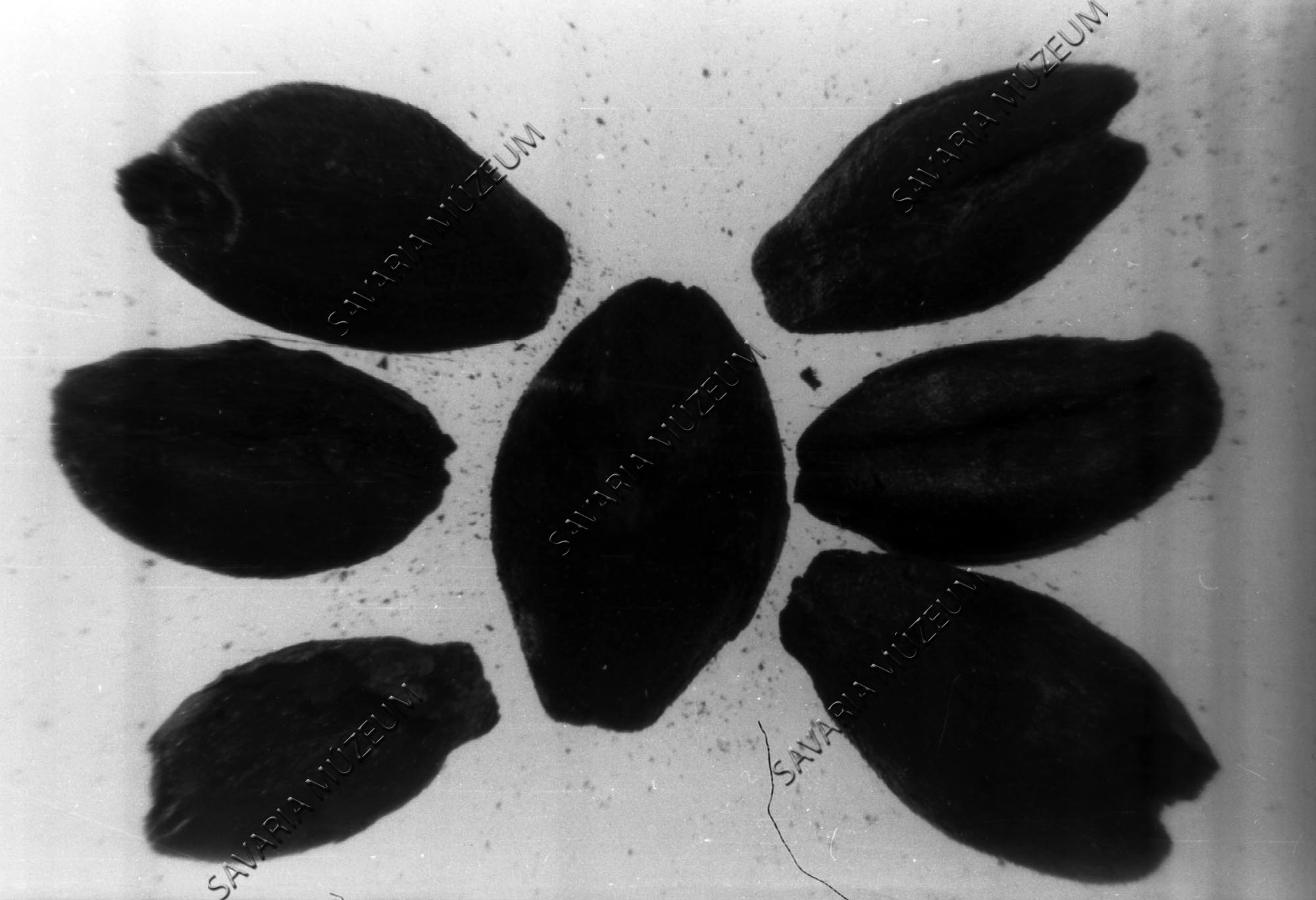 Sághegyi búza és árpa (Savaria Megyei Hatókörű Városi Múzeum, Szombathely CC BY-NC-SA)