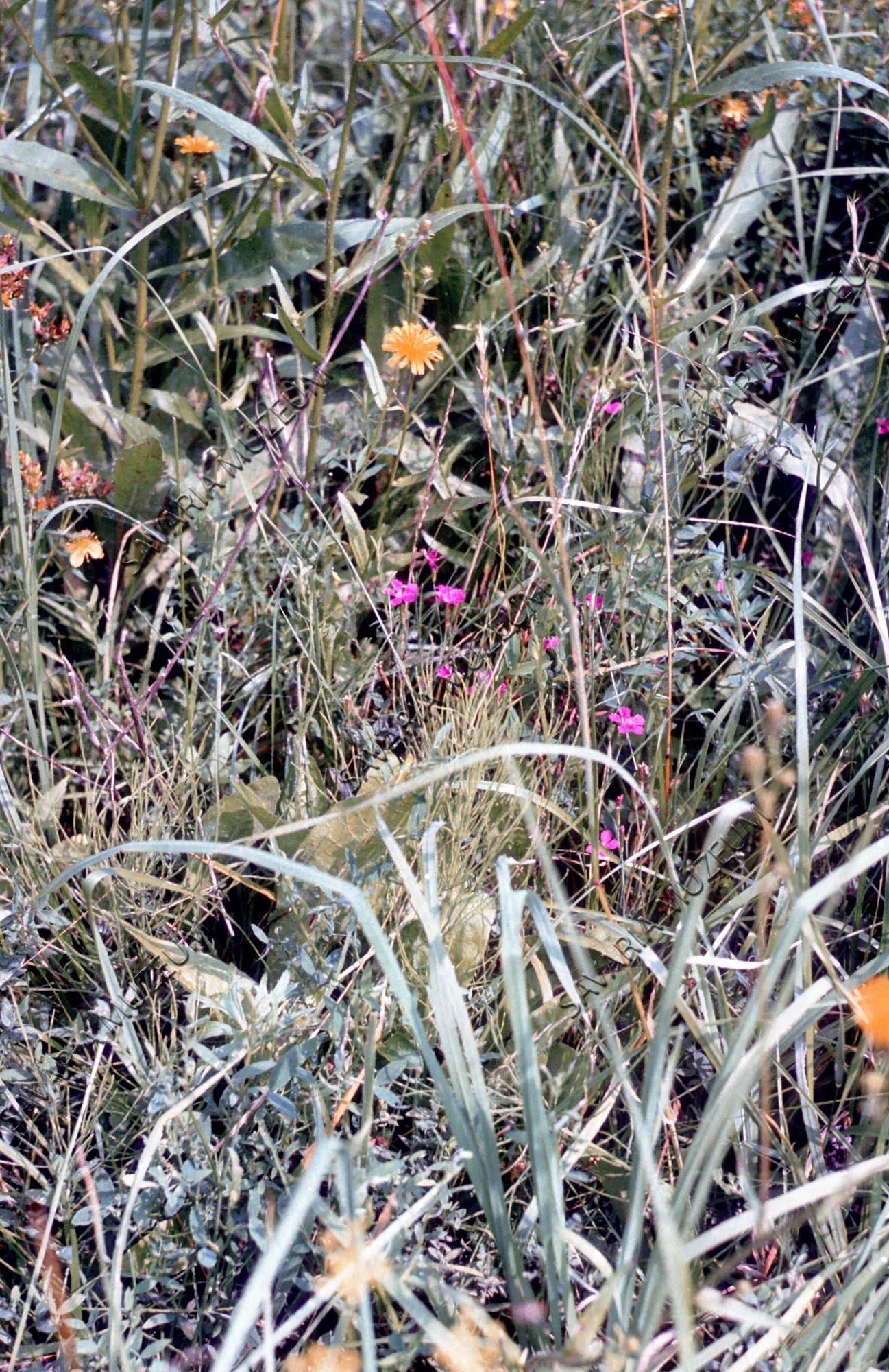 Dianthus sp. Réten (Savaria Megyei Hatókörű Városi Múzeum, Szombathely CC BY-NC-SA)