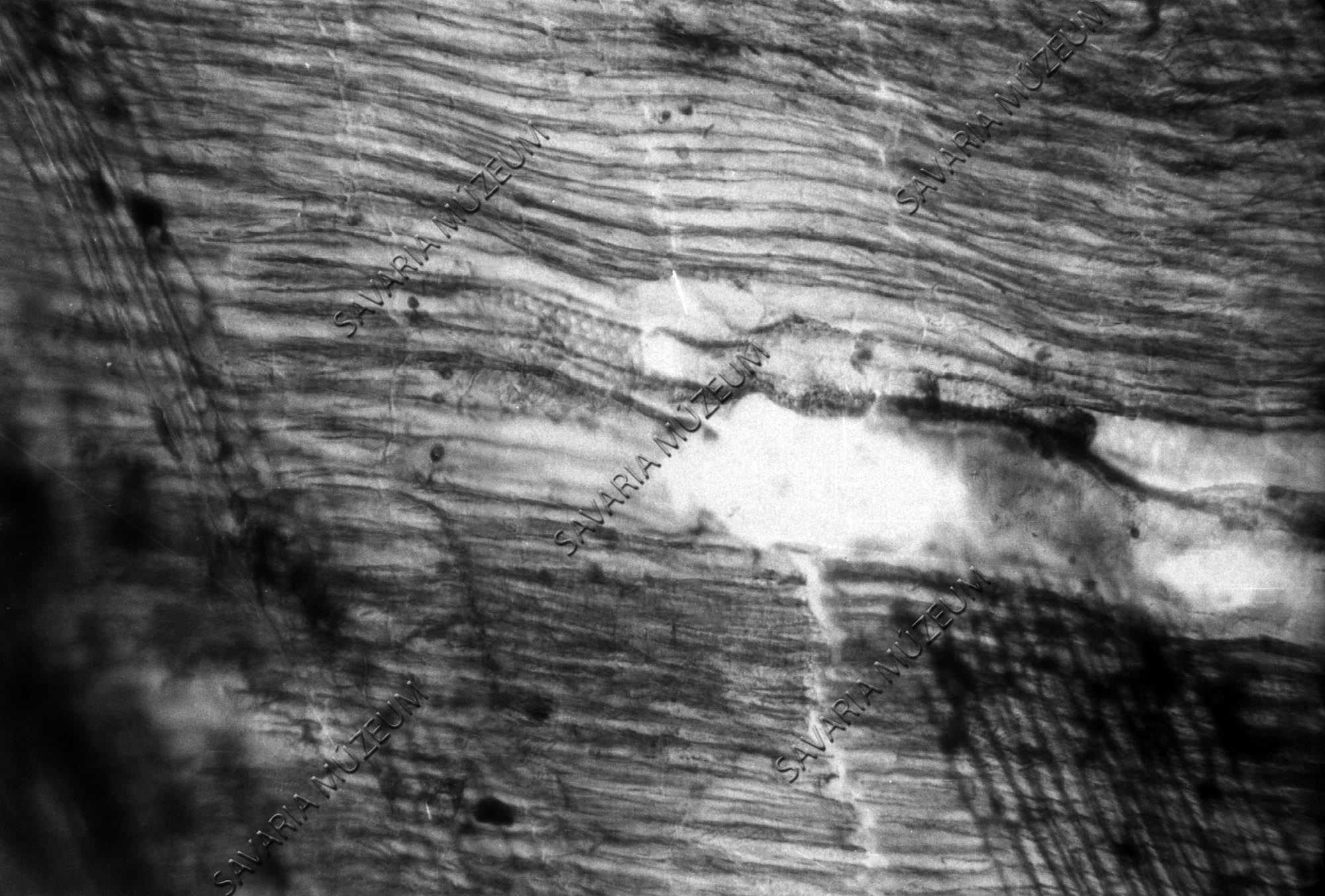 Csákvári fa tálka metszete (Savaria Megyei Hatókörű Városi Múzeum, Szombathely CC BY-NC-SA)