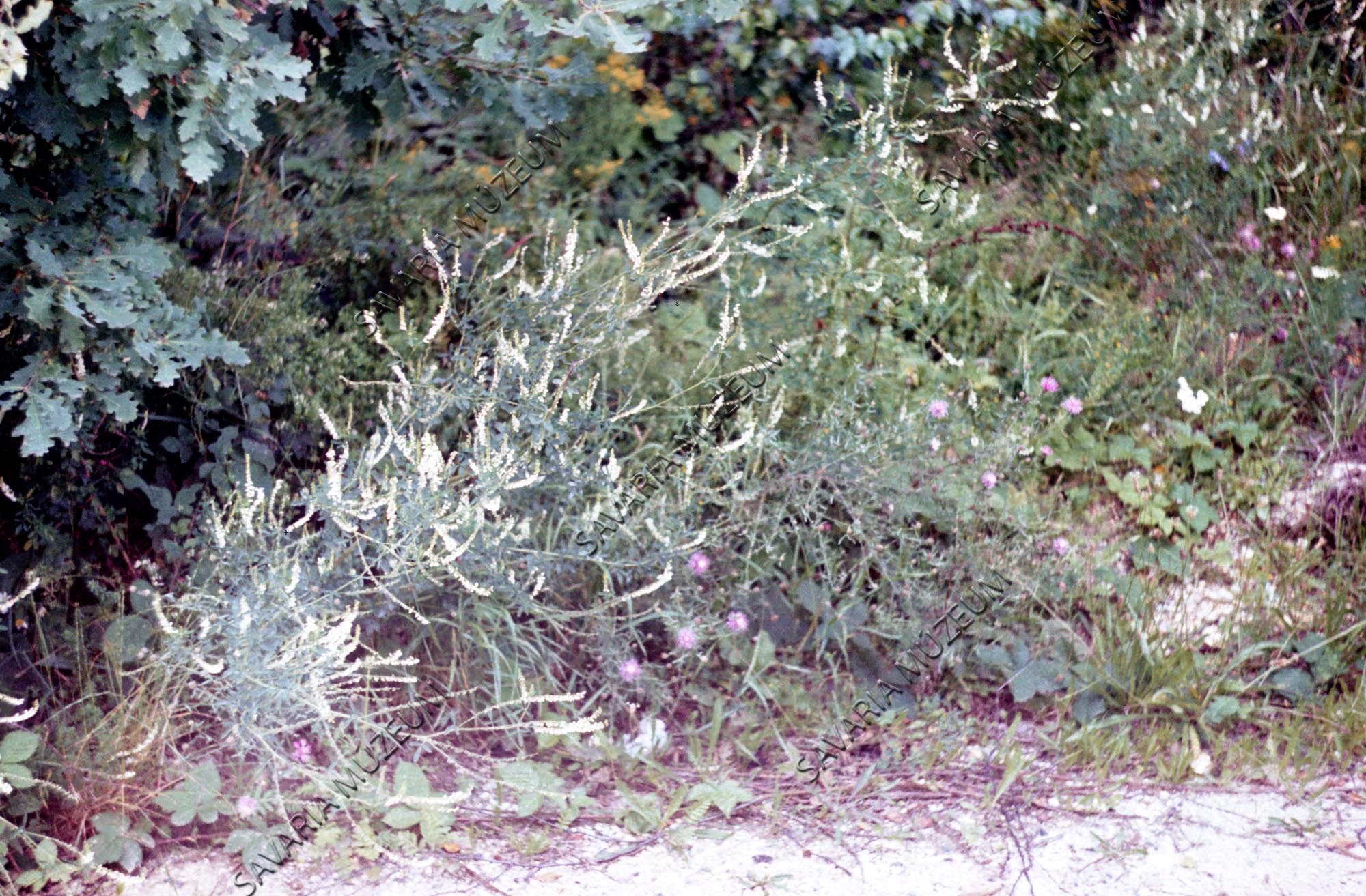 Melilotus albus fehér somkóró (Savaria Megyei Hatókörű Városi Múzeum, Szombathely CC BY-NC-SA)