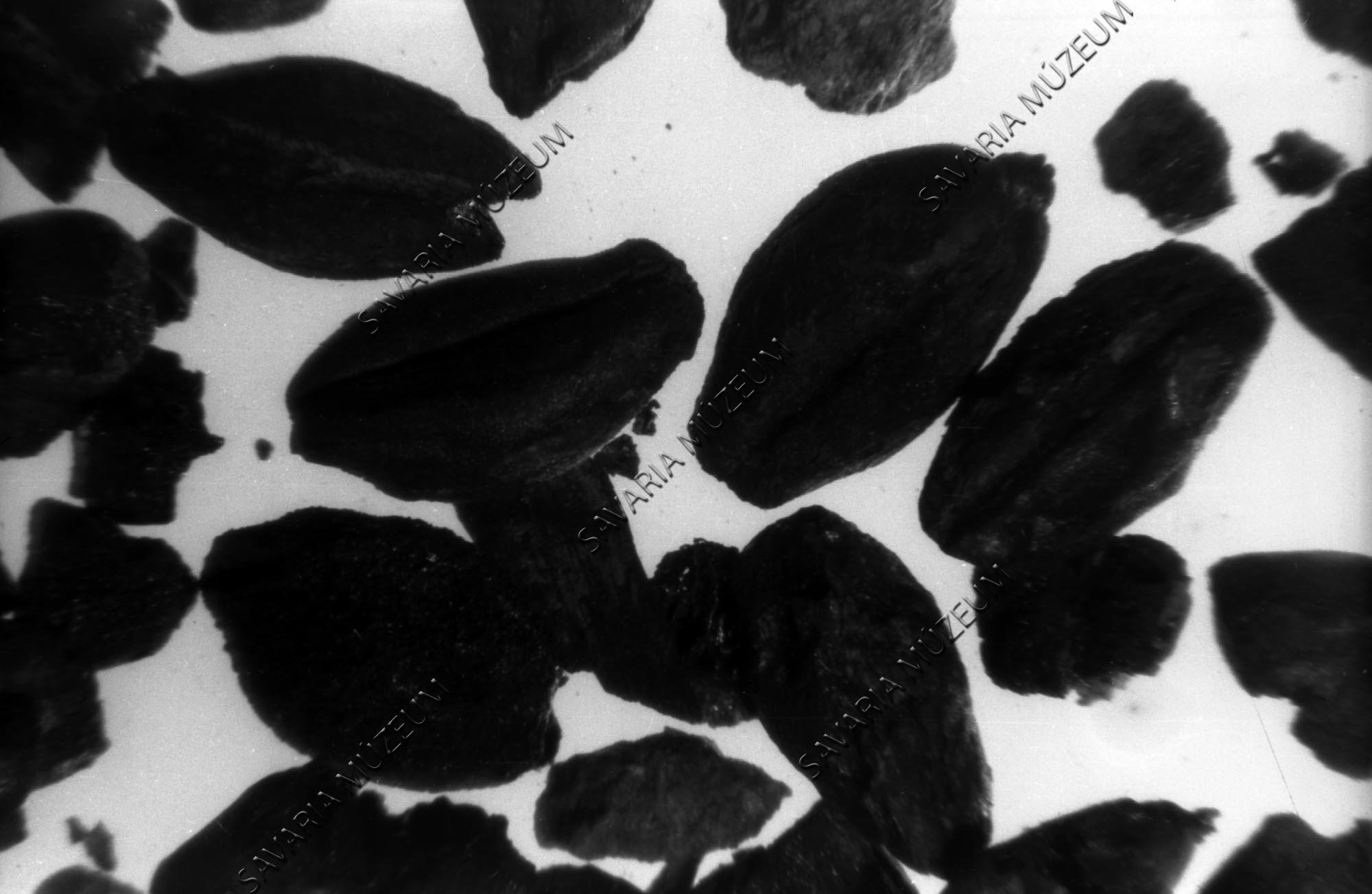 Sághegyi növénymaradványok (Savaria Megyei Hatókörű Városi Múzeum, Szombathely CC BY-NC-SA)
