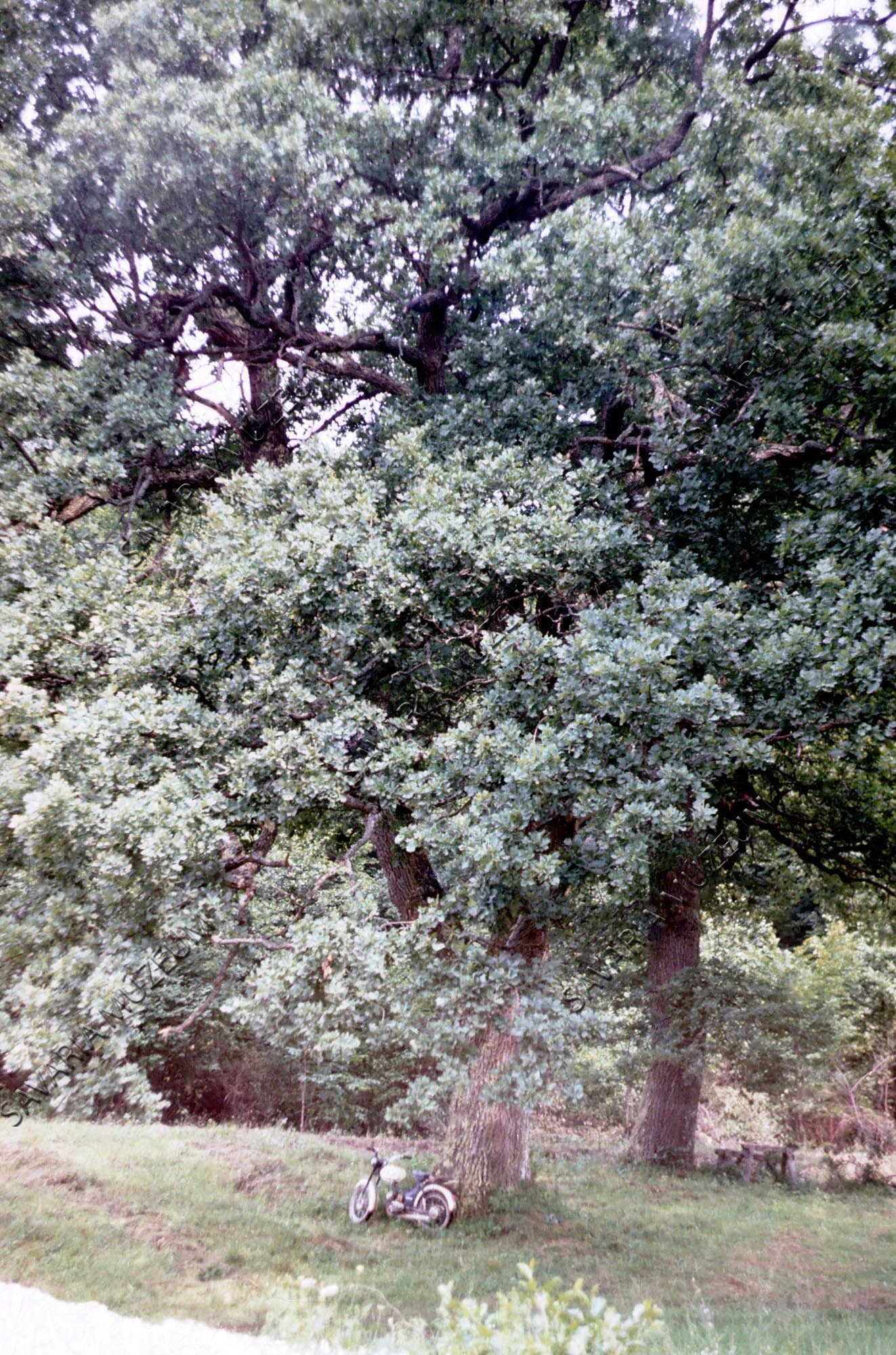 Pyrus achras és Quercus cerris (Savaria Megyei Hatókörű Városi Múzeum, Szombathely CC BY-NC-SA)