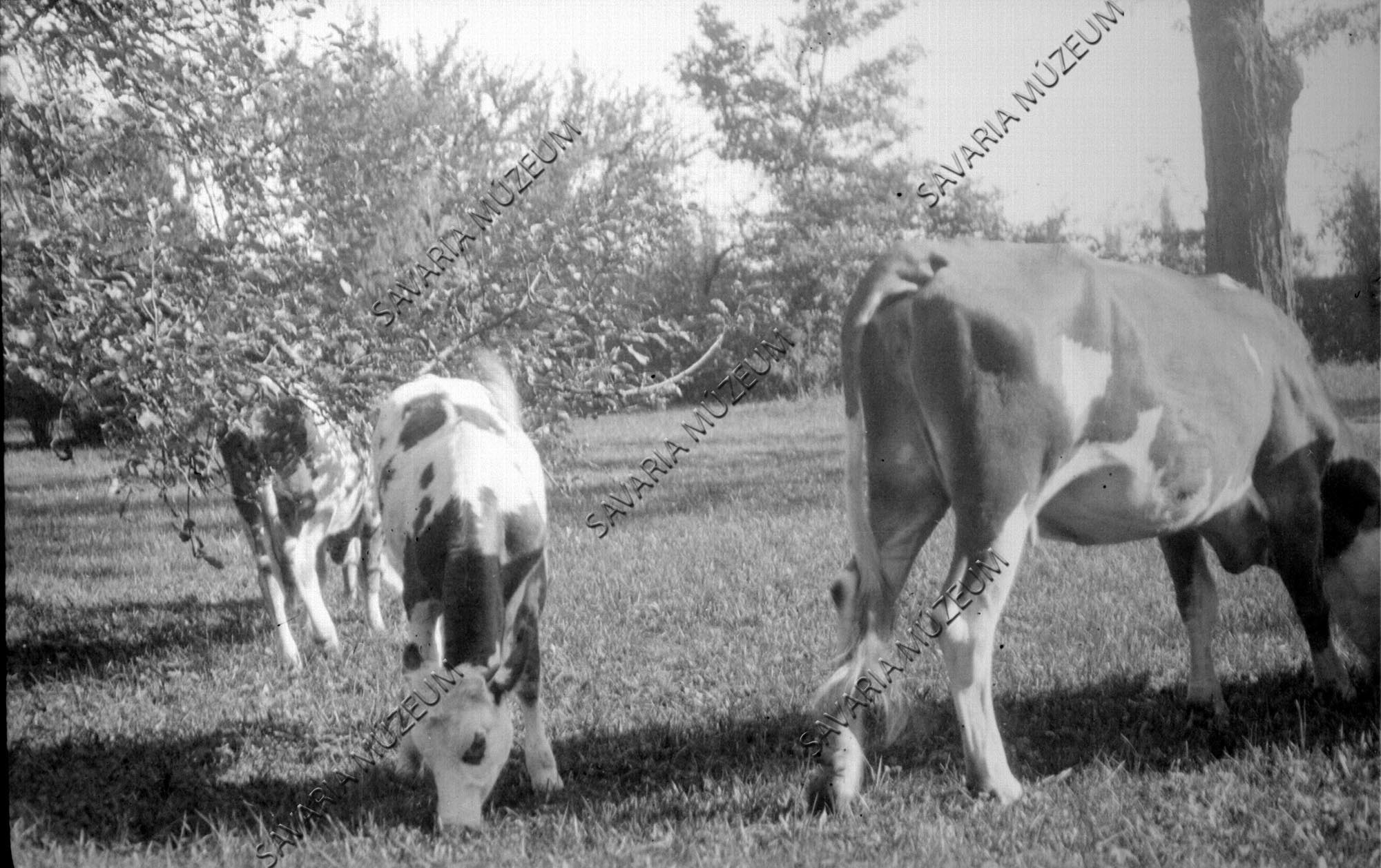 Legelésző tehenek (Savaria Megyei Hatókörű Városi Múzeum, Szombathely CC BY-NC-SA)