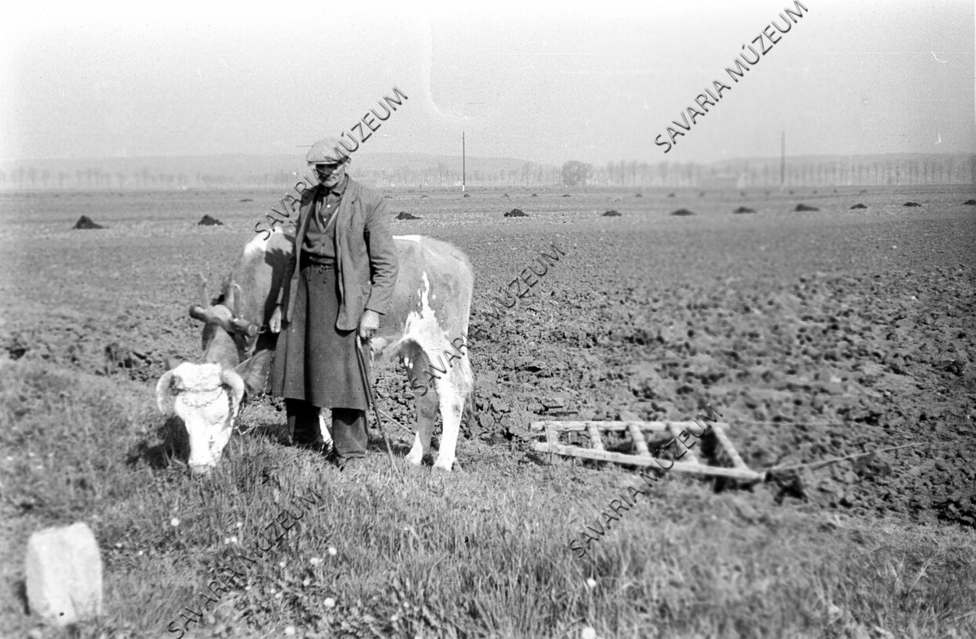 Boronálás egy tehénnel (Savaria Megyei Hatókörű Városi Múzeum, Szombathely CC BY-NC-SA)