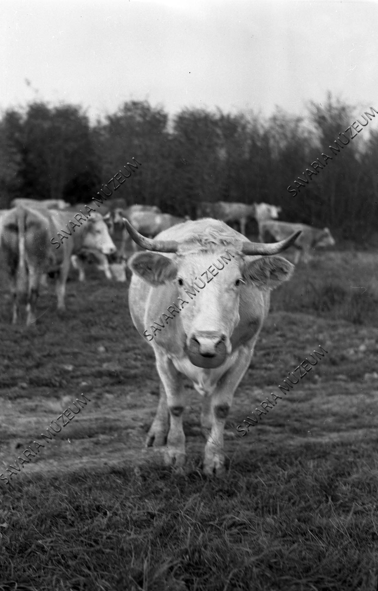 Palókás tehén (Savaria Megyei Hatókörű Városi Múzeum, Szombathely CC BY-NC-SA)