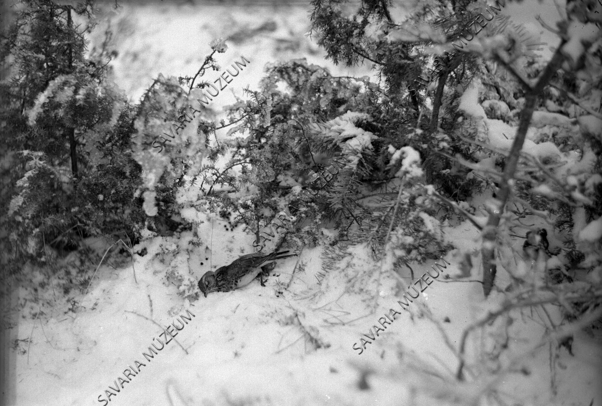 Fenyőrigó fogása lószőrhurokkal (Savaria Megyei Hatókörű Városi Múzeum, Szombathely CC BY-NC-SA)