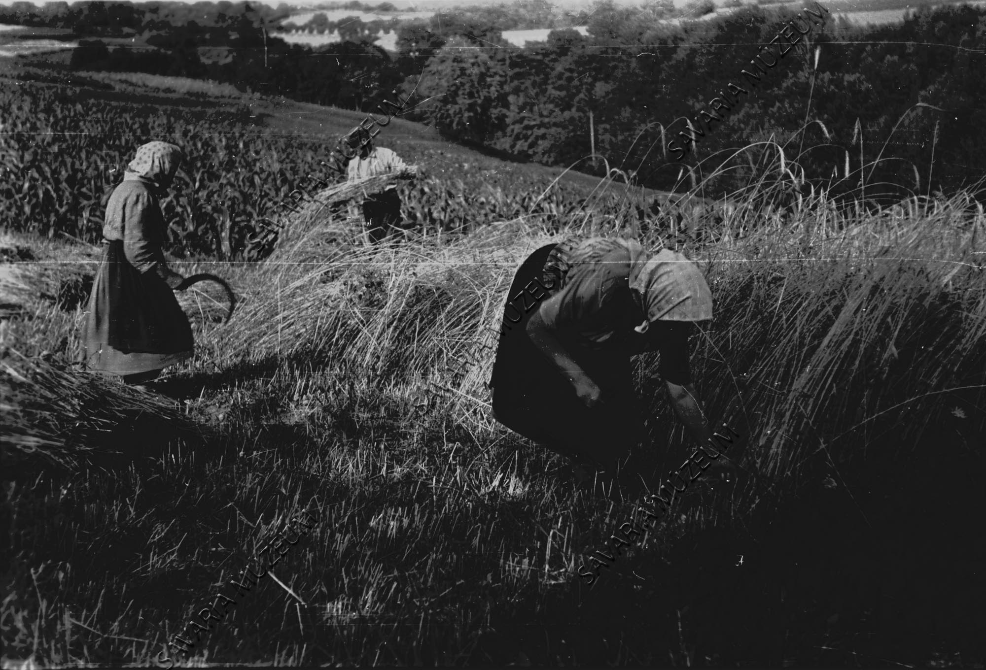 Aratás sarlóval (Savaria Megyei Hatókörű Városi Múzeum, Szombathely CC BY-NC-SA)