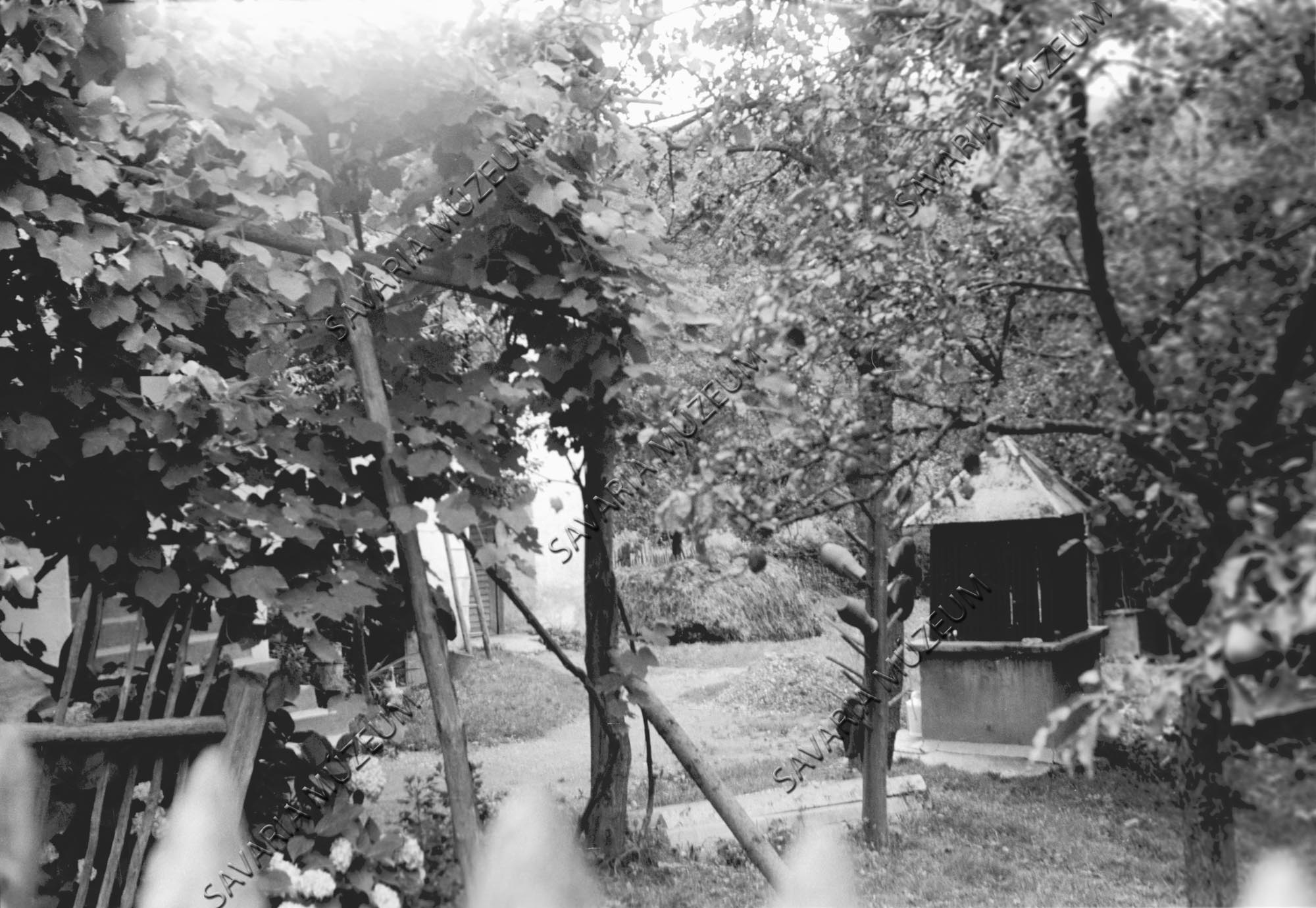 Köcsögfa kúttal (Savaria Megyei Hatókörű Városi Múzeum, Szombathely CC BY-NC-SA)