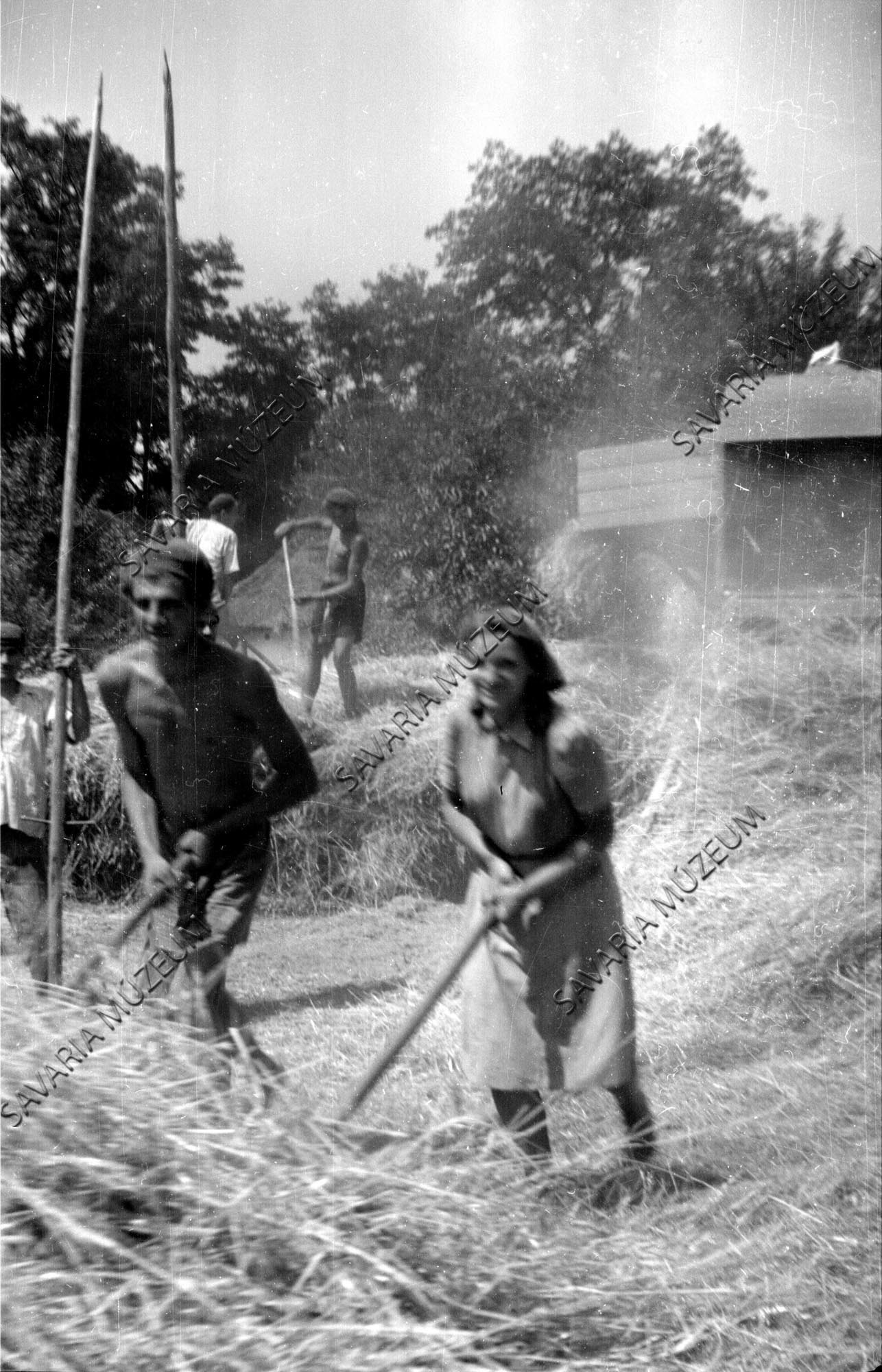 2. Nyársalás: szalmavágók tolják (Savaria Megyei Hatókörű Városi Múzeum, Szombathely CC BY-NC-SA)