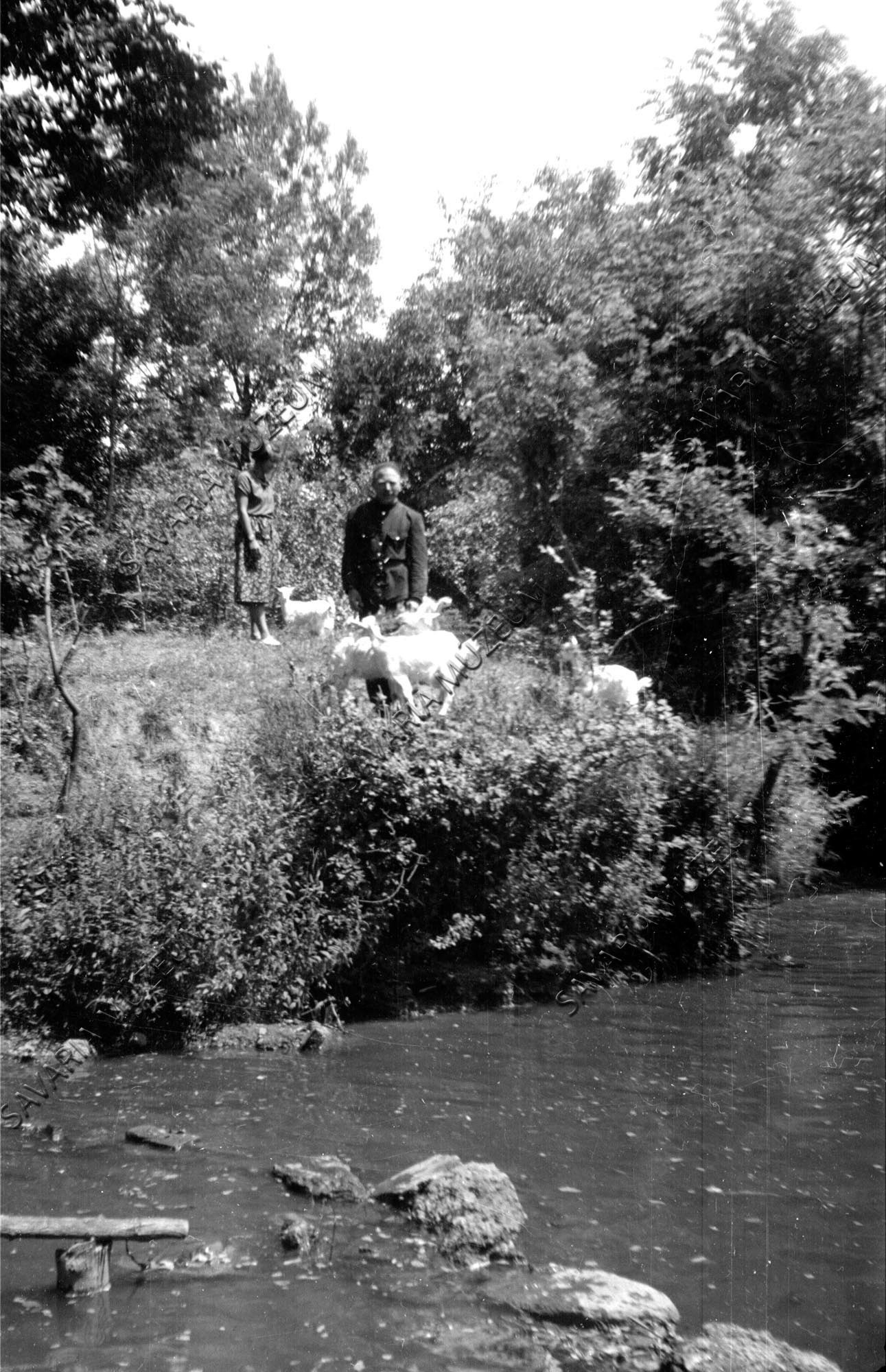 Kecskék a patak partján (Savaria Megyei Hatókörű Városi Múzeum, Szombathely CC BY-NC-SA)