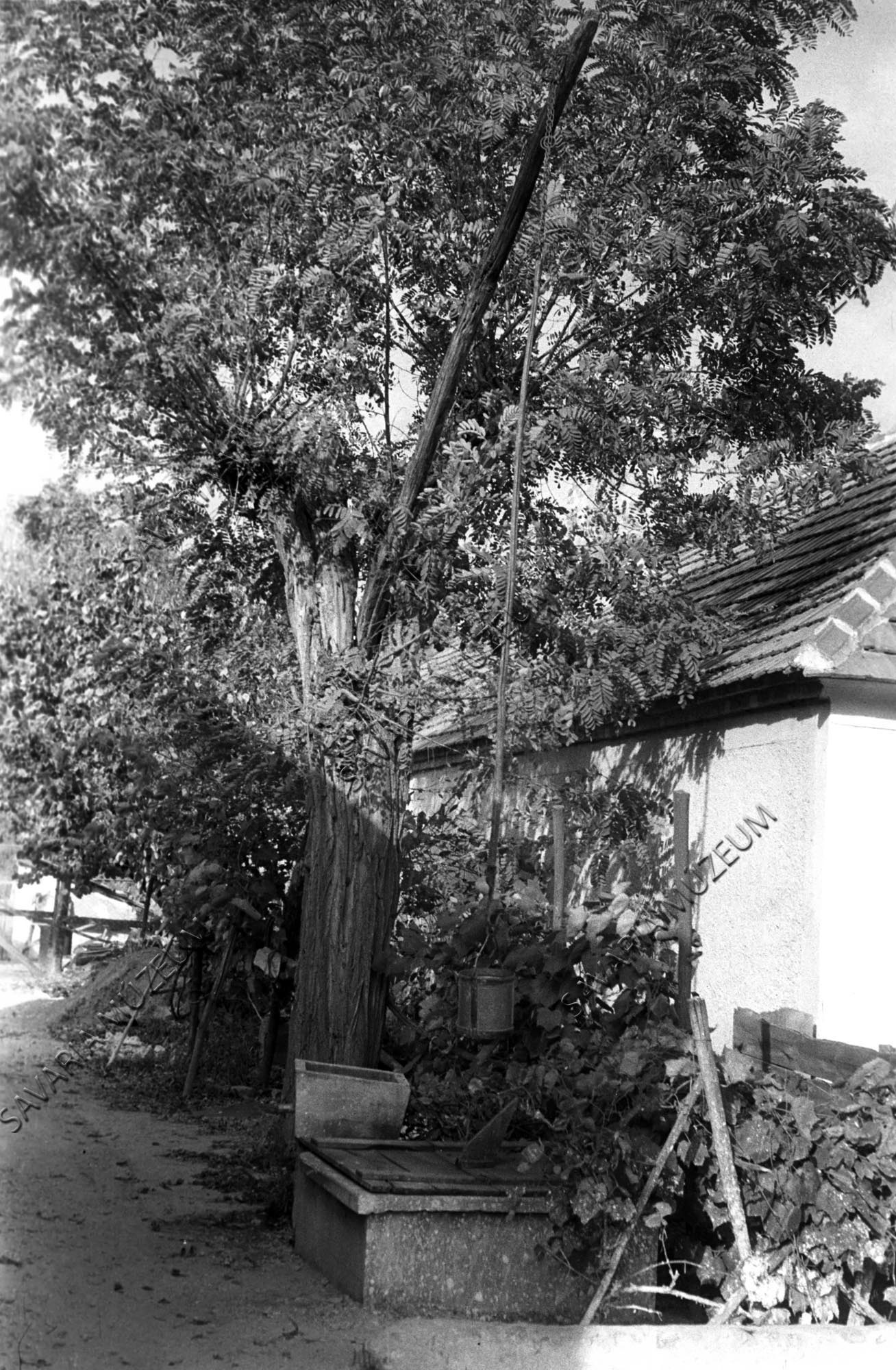 Gémeskút élő fán (Savaria Megyei Hatókörű Városi Múzeum, Szombathely CC BY-NC-SA)