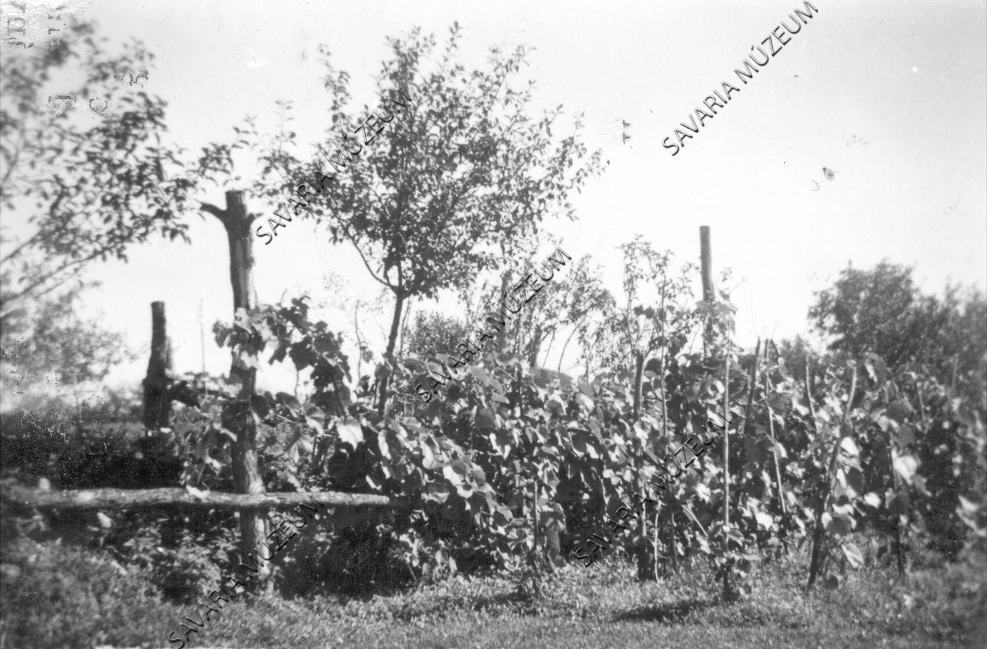 Lugasos szőlőművelés (Savaria Megyei Hatókörű Városi Múzeum, Szombathely CC BY-NC-SA)