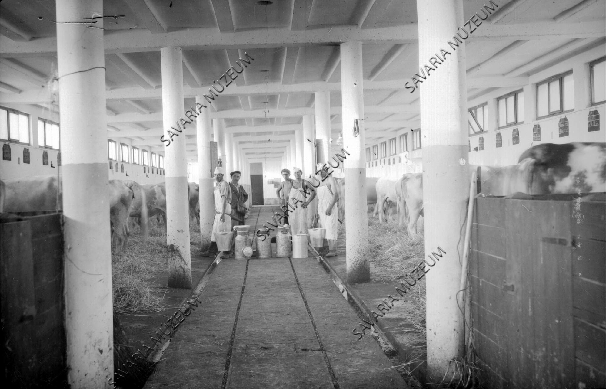 Állami gazdaság: tehénistálló belseje (Savaria Megyei Hatókörű Városi Múzeum, Szombathely CC BY-NC-SA)