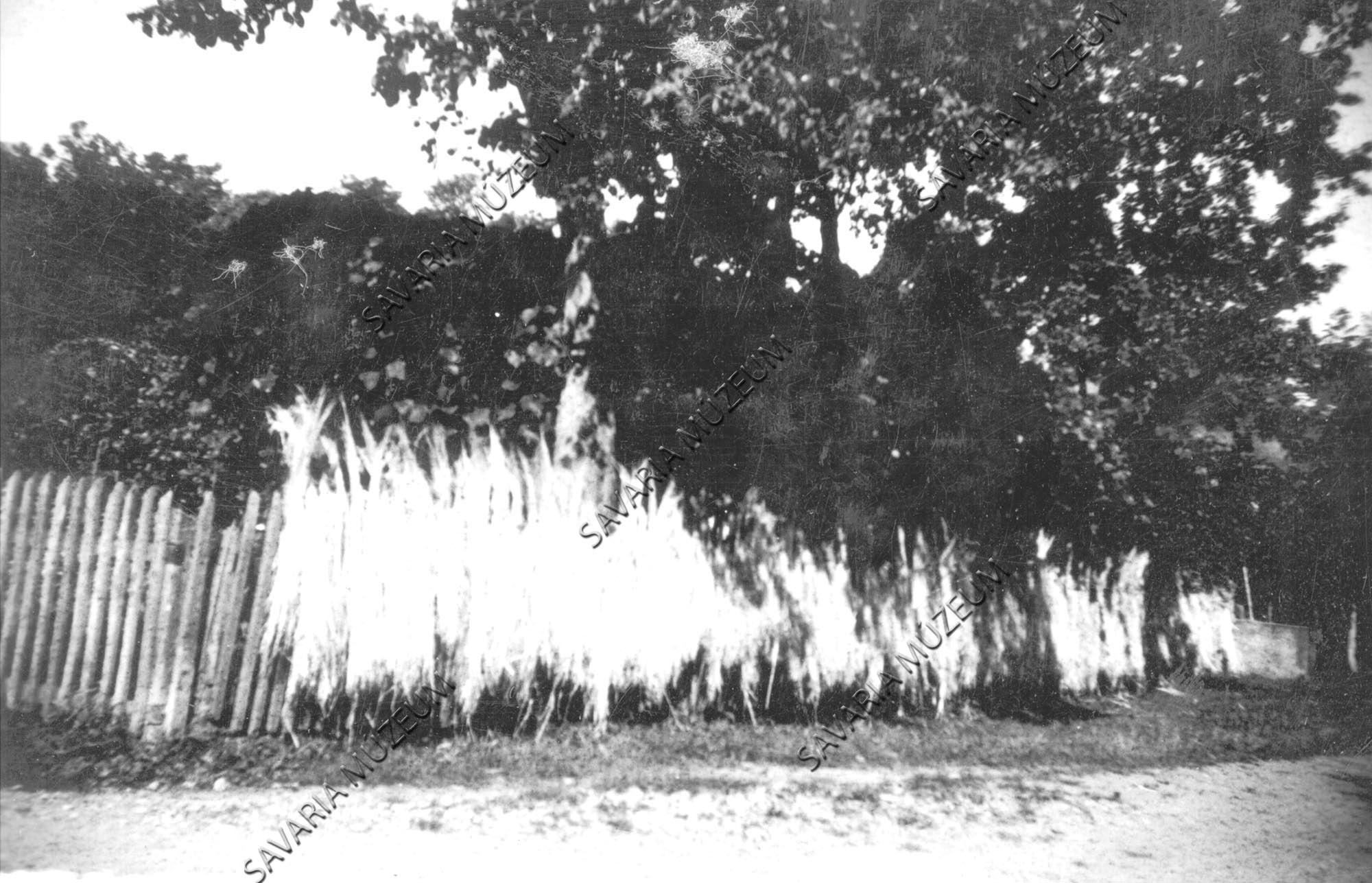 Kender szárogatás a léckerítésen (Savaria Megyei Hatókörű Városi Múzeum, Szombathely CC BY-NC-SA)