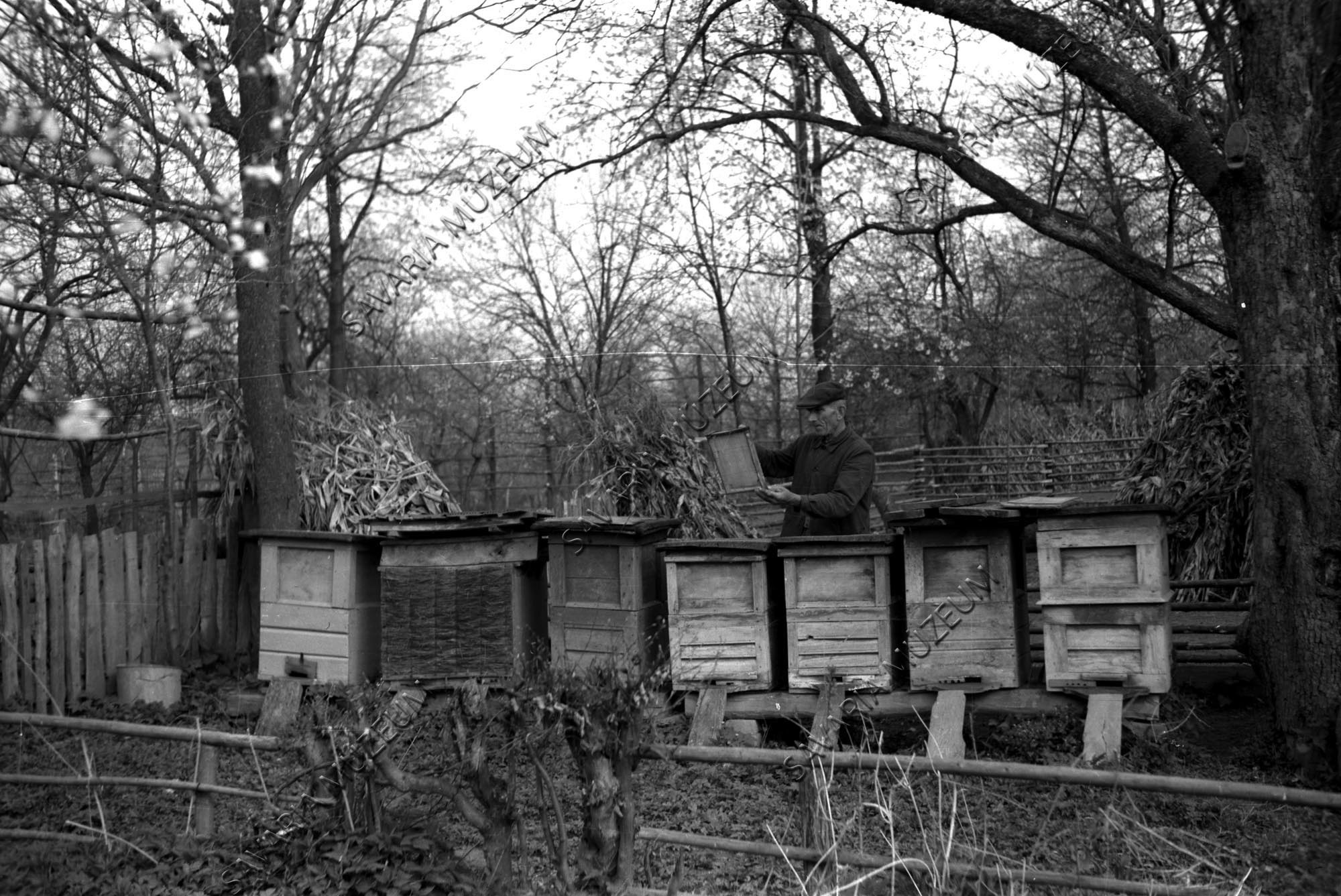 Kaptáros méhészet (Savaria Megyei Hatókörű Városi Múzeum, Szombathely CC BY-NC-SA)
