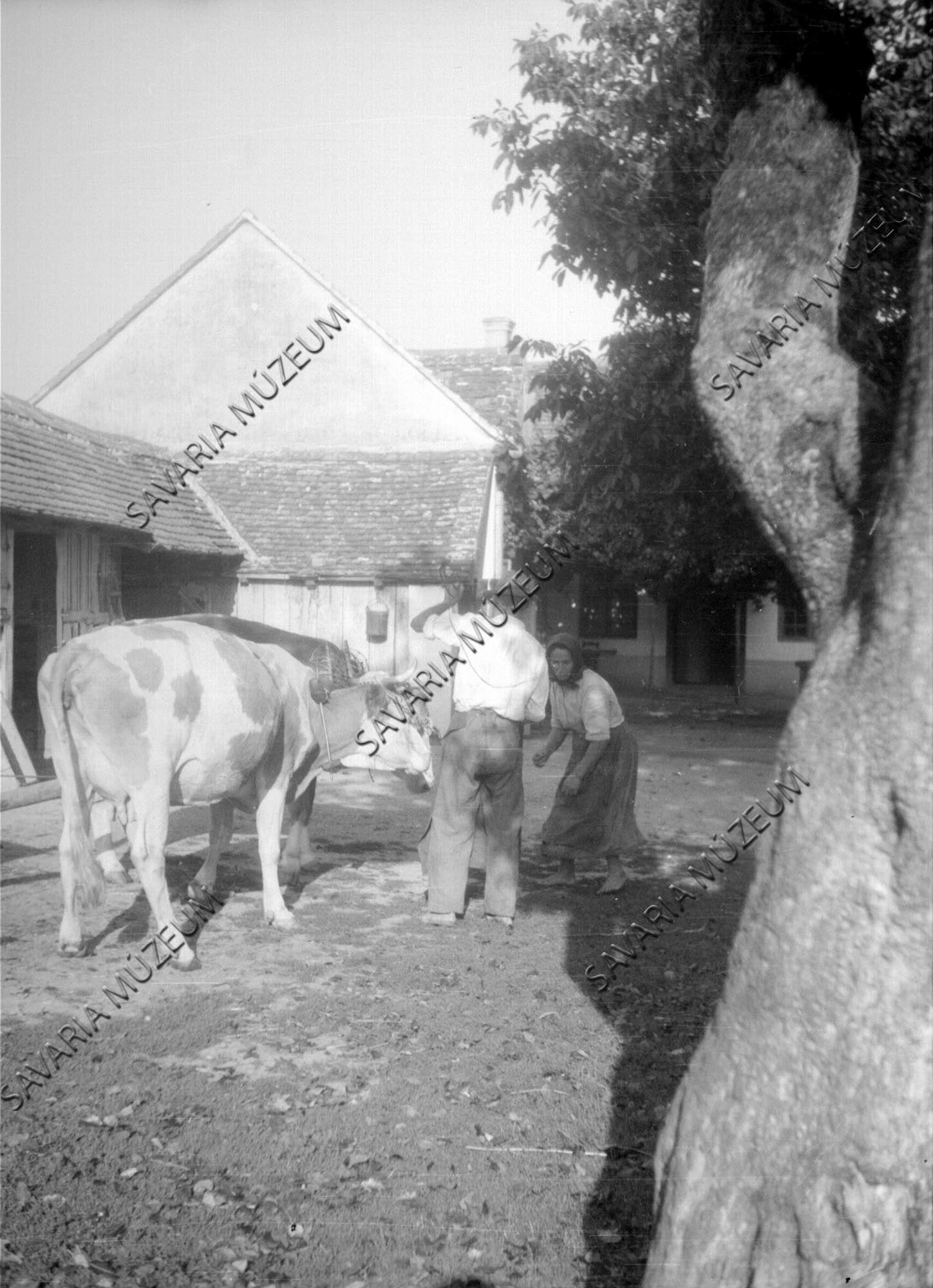A tehén befogása (Savaria Megyei Hatókörű Városi Múzeum, Szombathely CC BY-NC-SA)