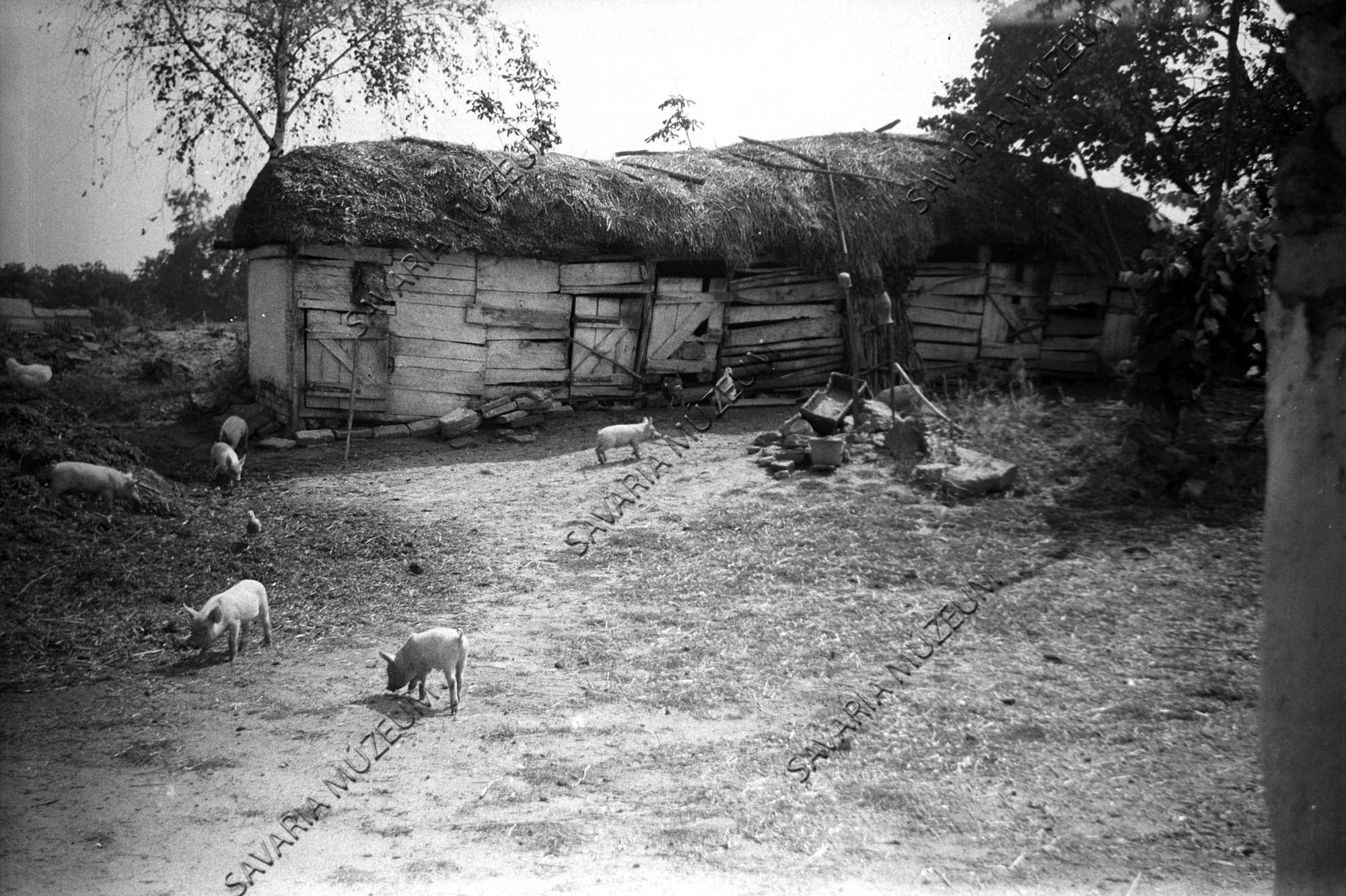 Ólak (Savaria Megyei Hatókörű Városi Múzeum, Szombathely CC BY-NC-SA)