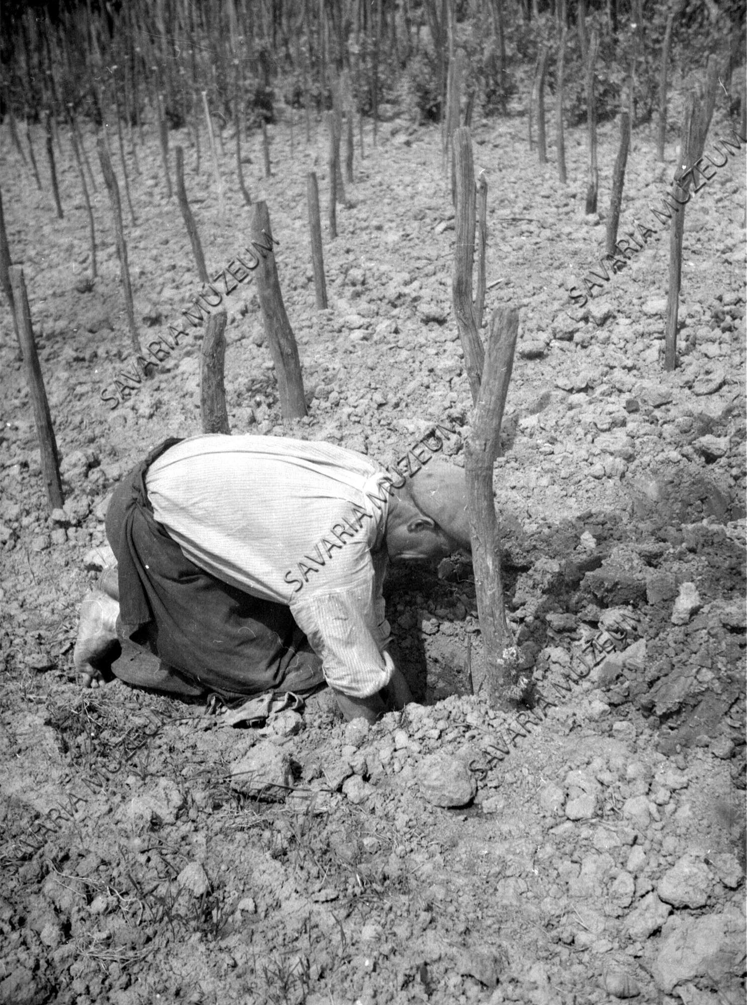 Új szőlő telepítése (Savaria Megyei Hatókörű Városi Múzeum, Szombathely CC BY-NC-SA)