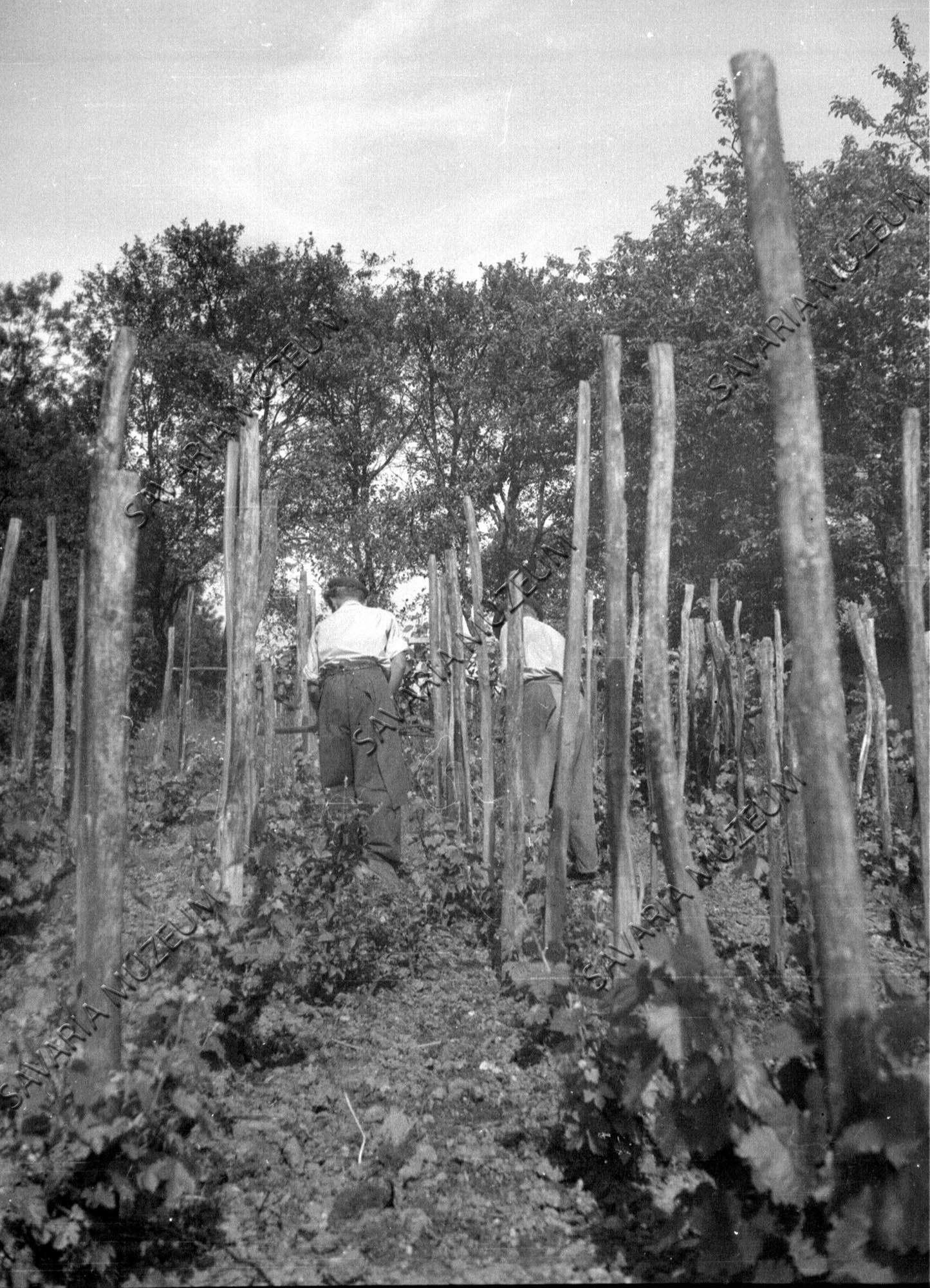 Kapálás szőlőtőkék között (Savaria Megyei Hatókörű Városi Múzeum, Szombathely CC BY-NC-SA)