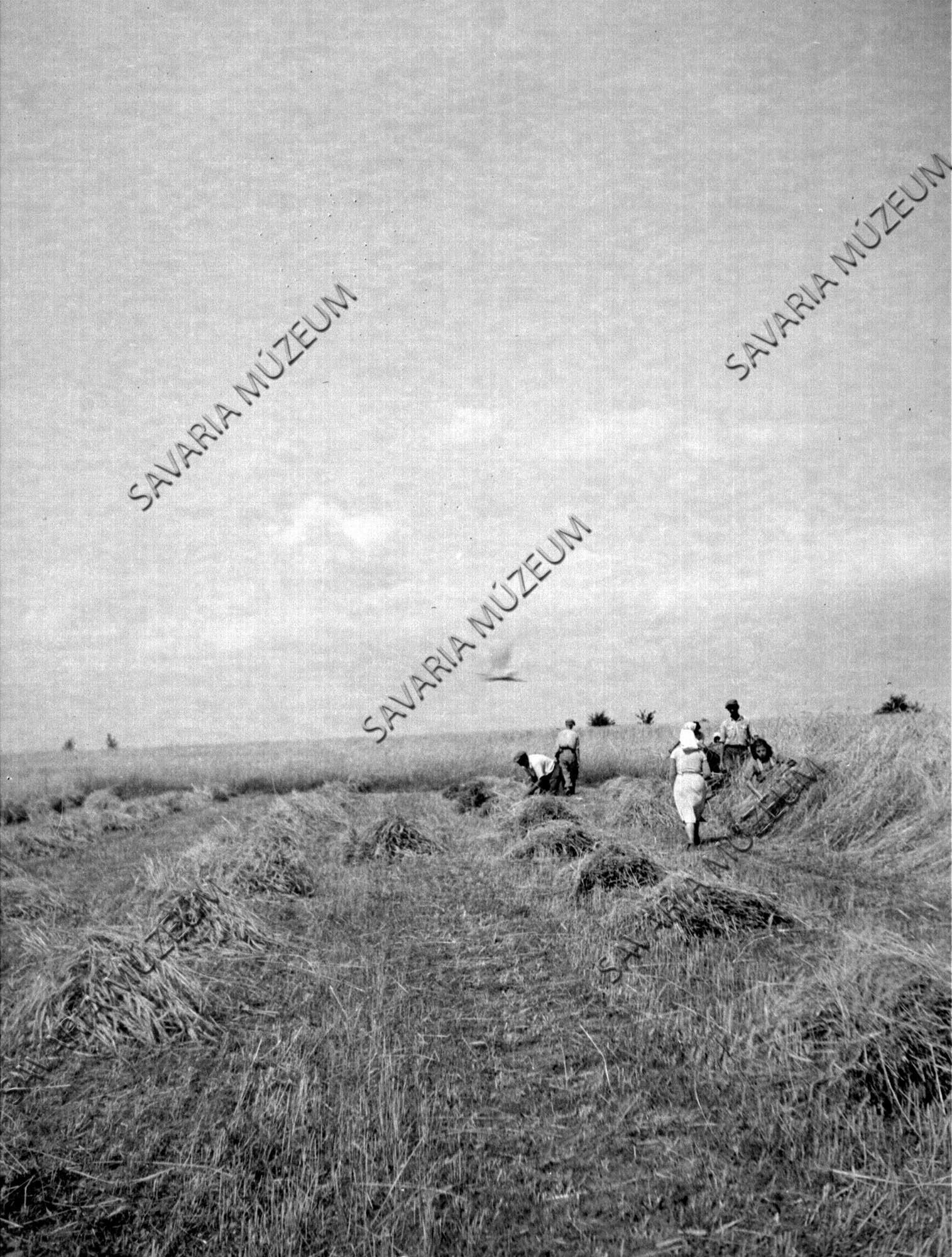 Aratás kaszával (tszcs) (Savaria Megyei Hatókörű Városi Múzeum, Szombathely CC BY-NC-SA)