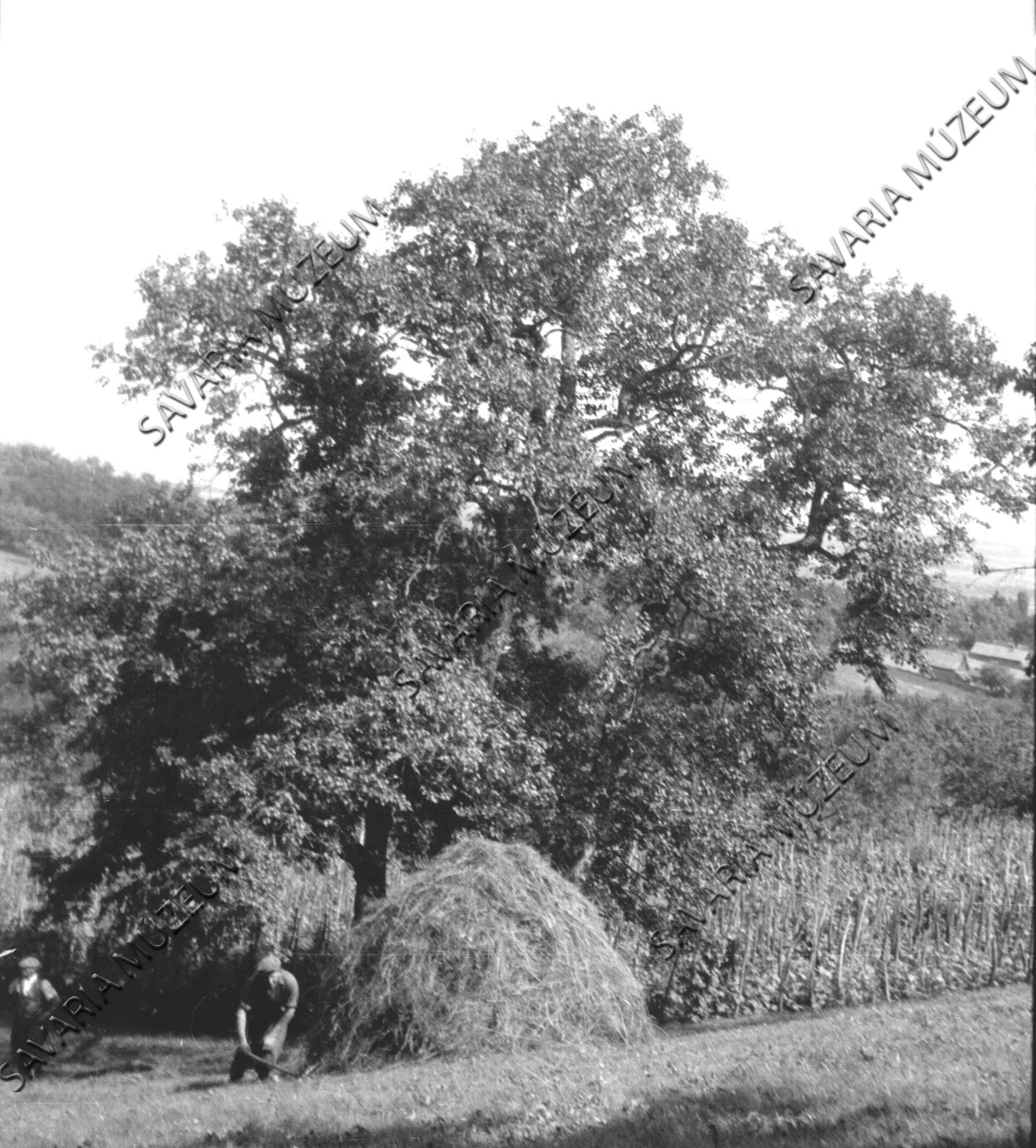 A petrencerúd bedugása (Savaria Megyei Hatókörű Városi Múzeum, Szombathely CC BY-NC-SA)