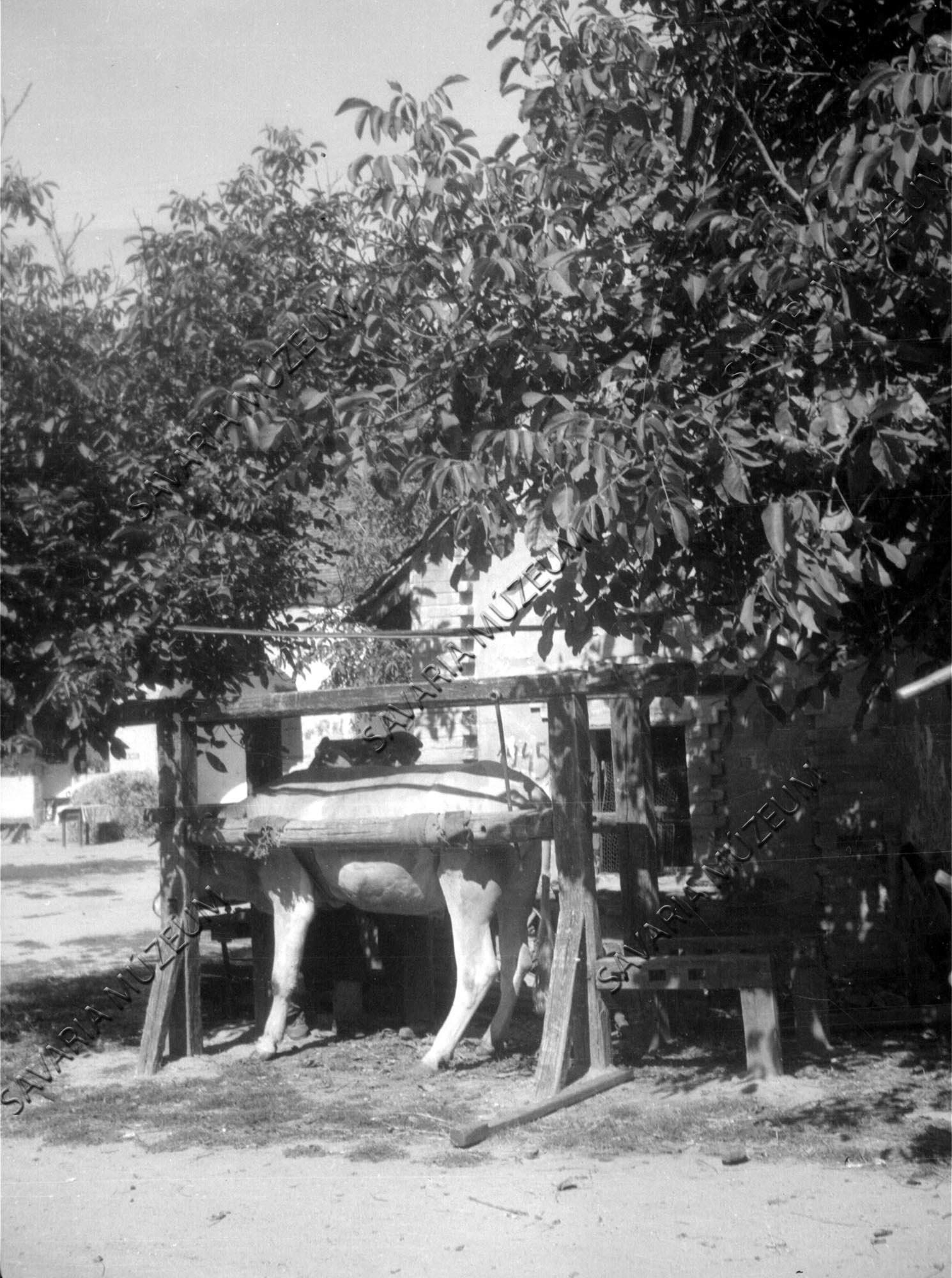Ökör patkolása kalodában (Savaria Megyei Hatókörű Városi Múzeum, Szombathely CC BY-NC-SA)