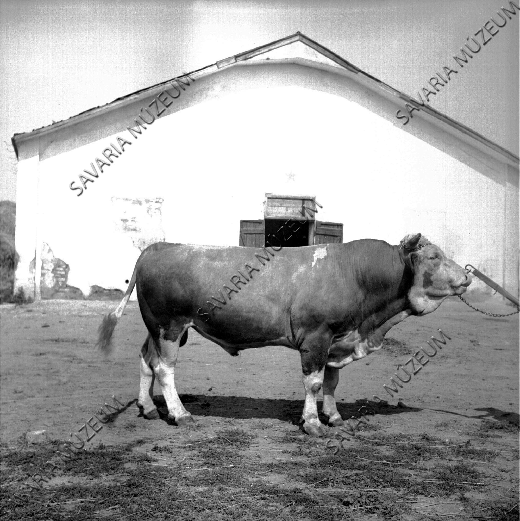 Magyar-tarka bika (Savaria Megyei Hatókörű Városi Múzeum, Szombathely CC BY-NC-SA)