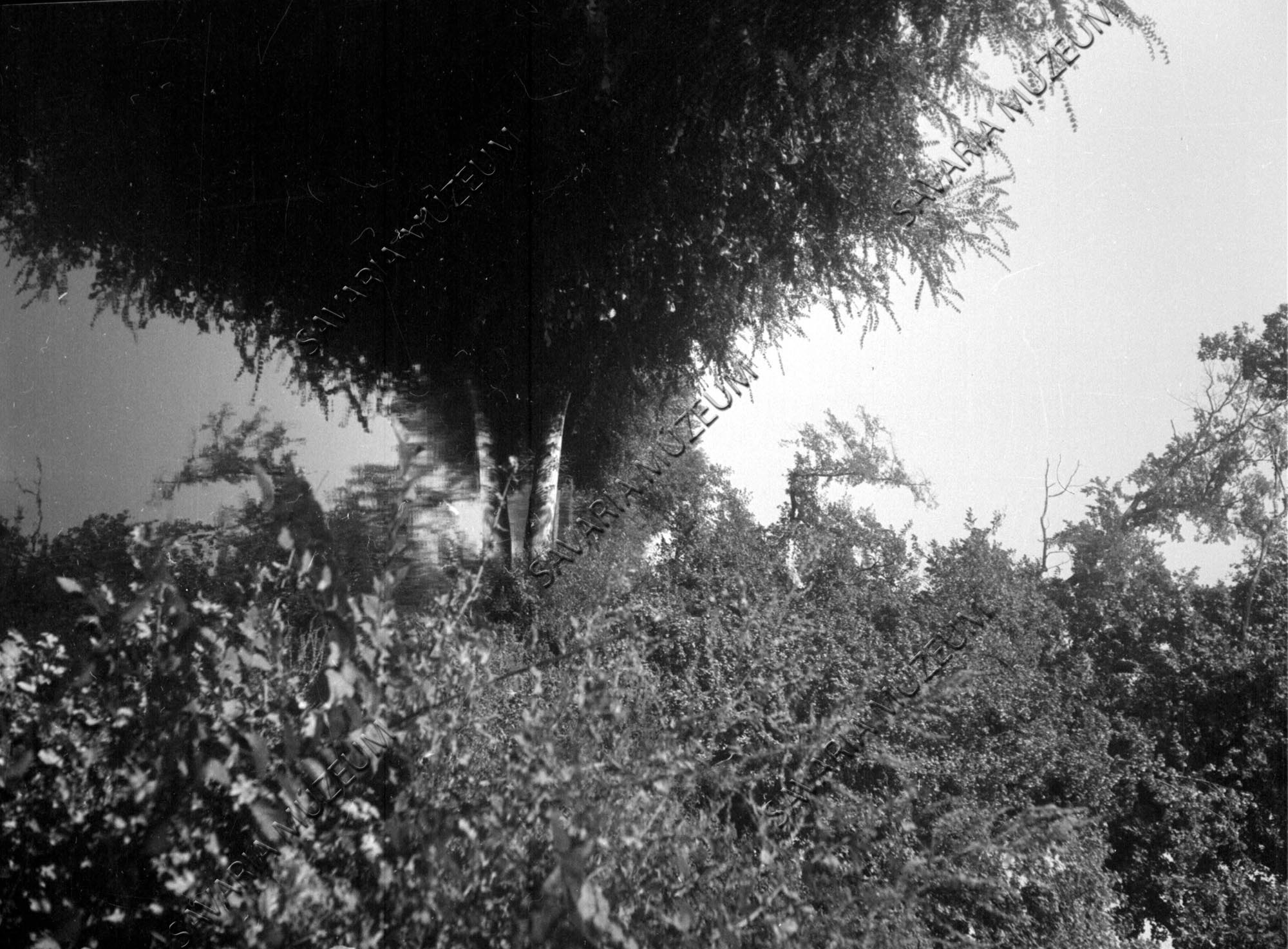 Fatörzs a Sorok patakon (Savaria Megyei Hatókörű Városi Múzeum, Szombathely CC BY-NC-SA)
