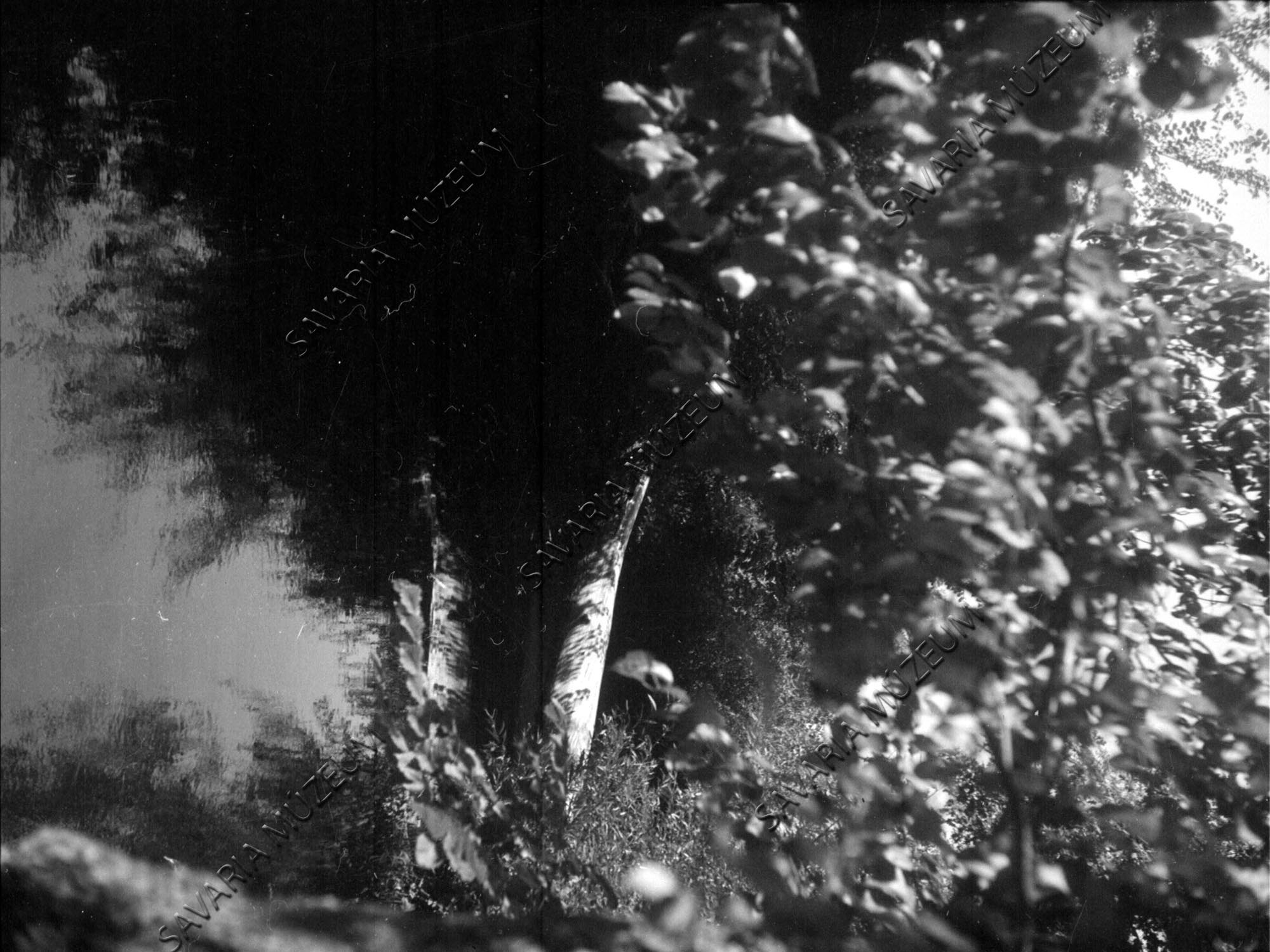 Fatörzs a Sorok patakon (Savaria Megyei Hatókörű Városi Múzeum, Szombathely CC BY-NC-SA)
