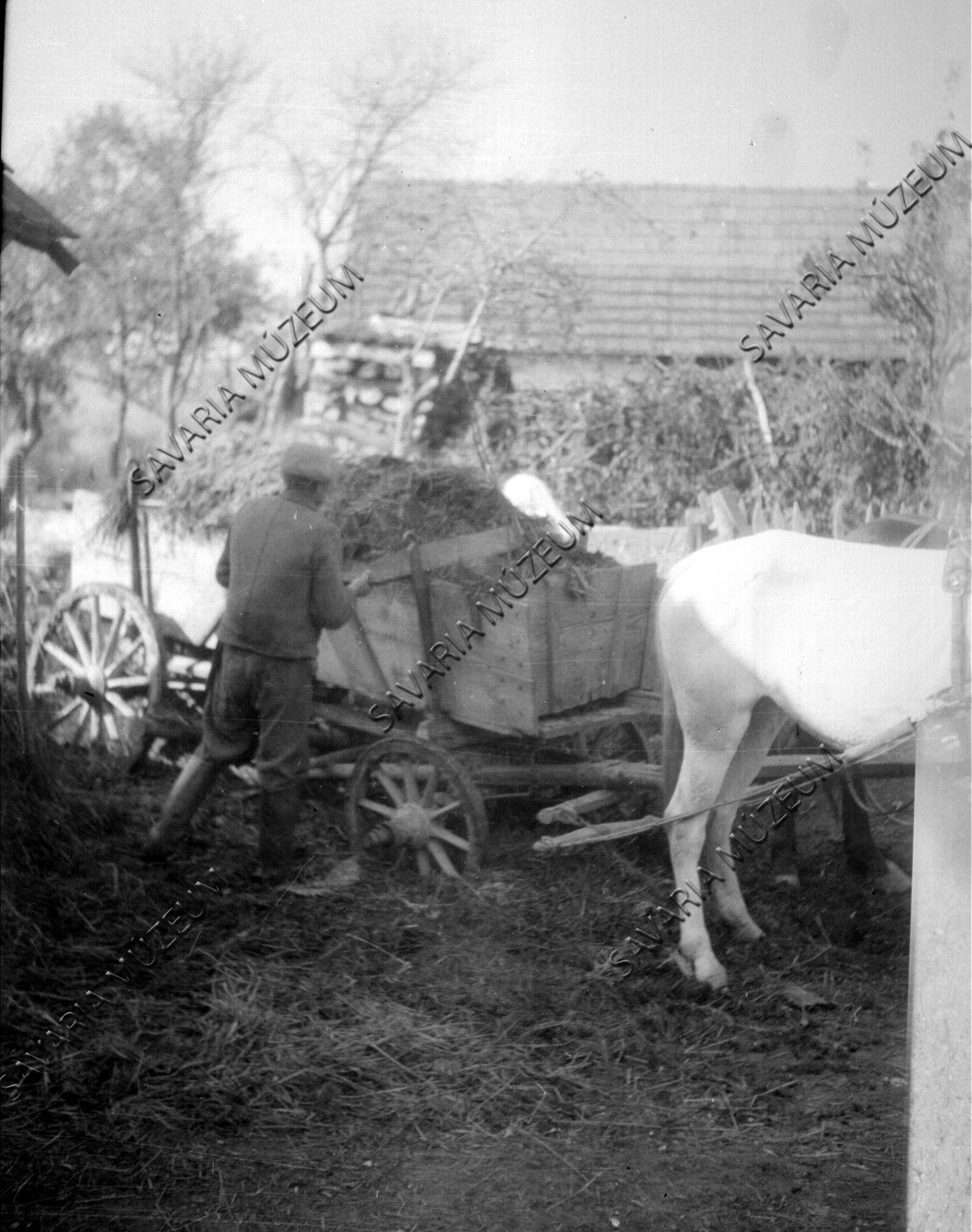 Trágya rakodás kocsira (Savaria Megyei Hatókörű Városi Múzeum, Szombathely CC BY-NC-SA)