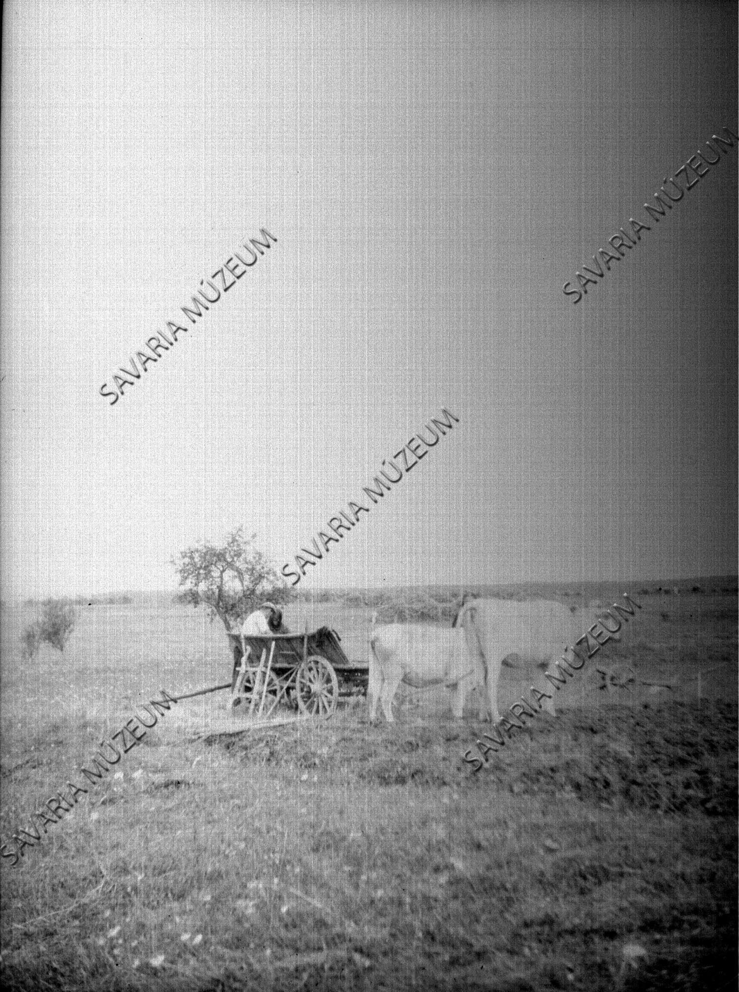 Szekér, tehenek a föld végén (Savaria Megyei Hatókörű Városi Múzeum, Szombathely CC BY-NC-SA)