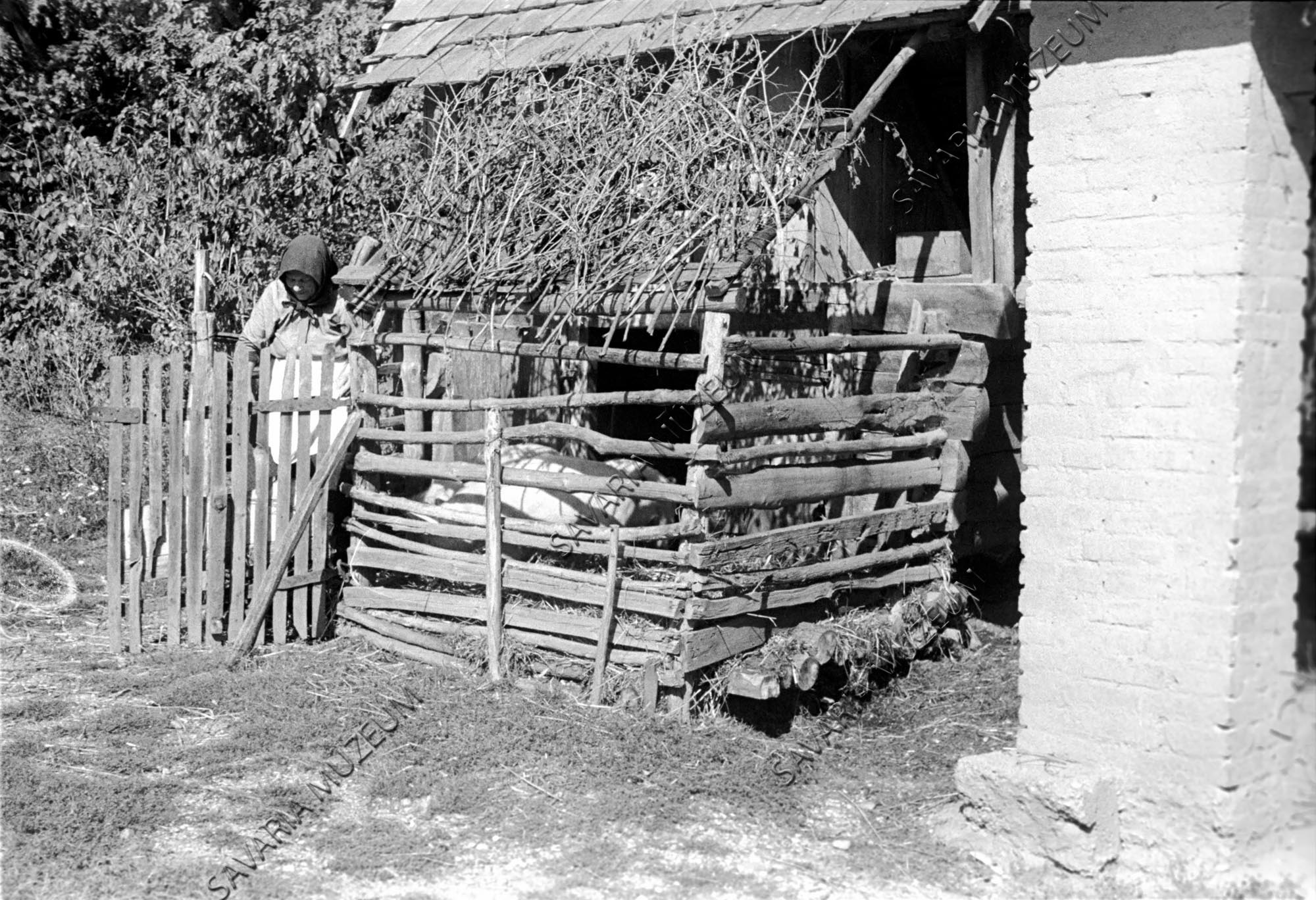 Disznóól udvara gallyakkal fedve (Savaria Megyei Hatókörű Városi Múzeum, Szombathely CC BY-NC-SA)