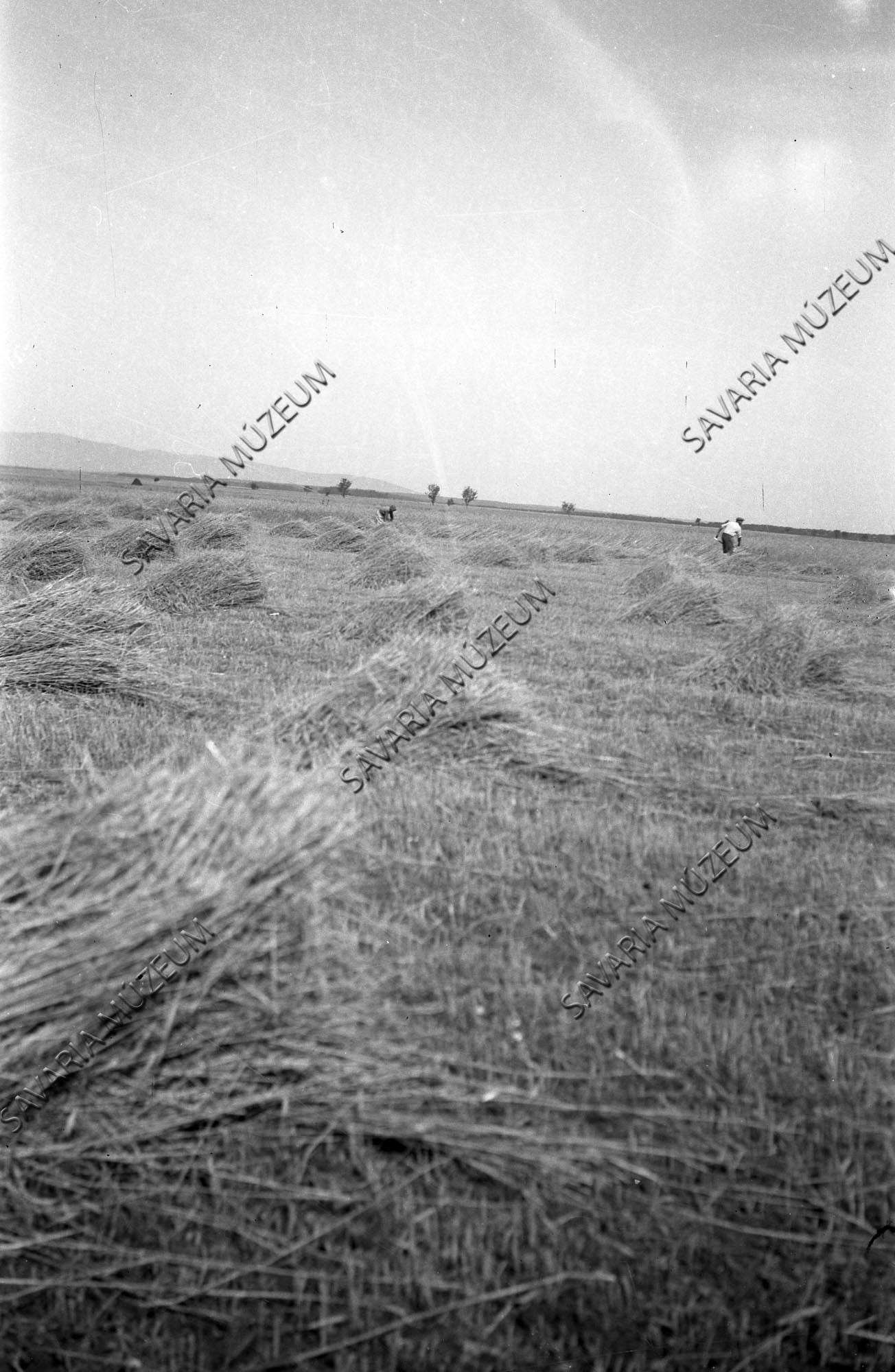 Learatott gabonamarkok a tarlón (Savaria Megyei Hatókörű Városi Múzeum, Szombathely CC BY-NC-SA)