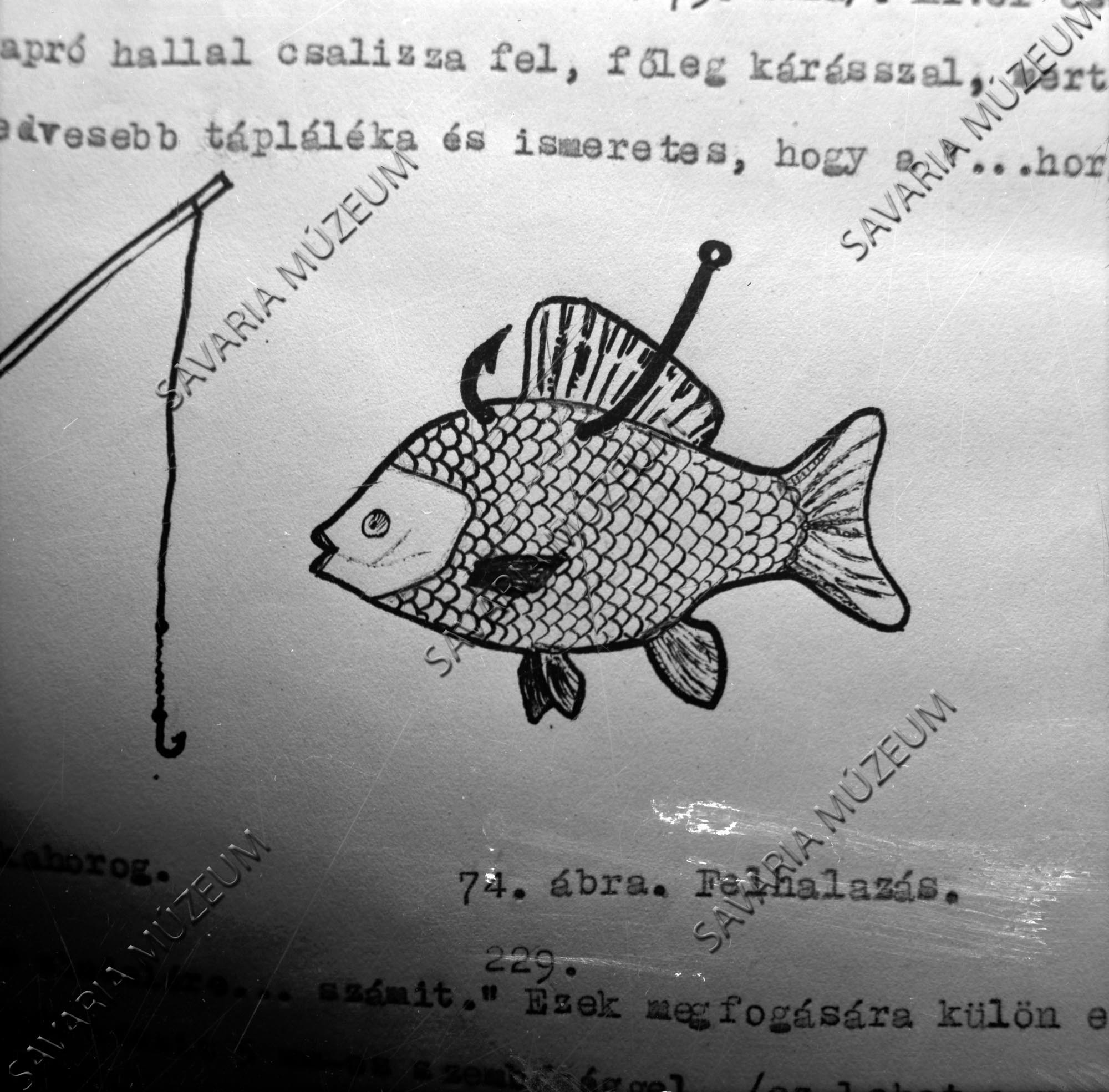 Élő hal feltűzése horogra a Fertőn (Savaria Megyei Hatókörű Városi Múzeum, Szombathely CC BY-NC-SA)