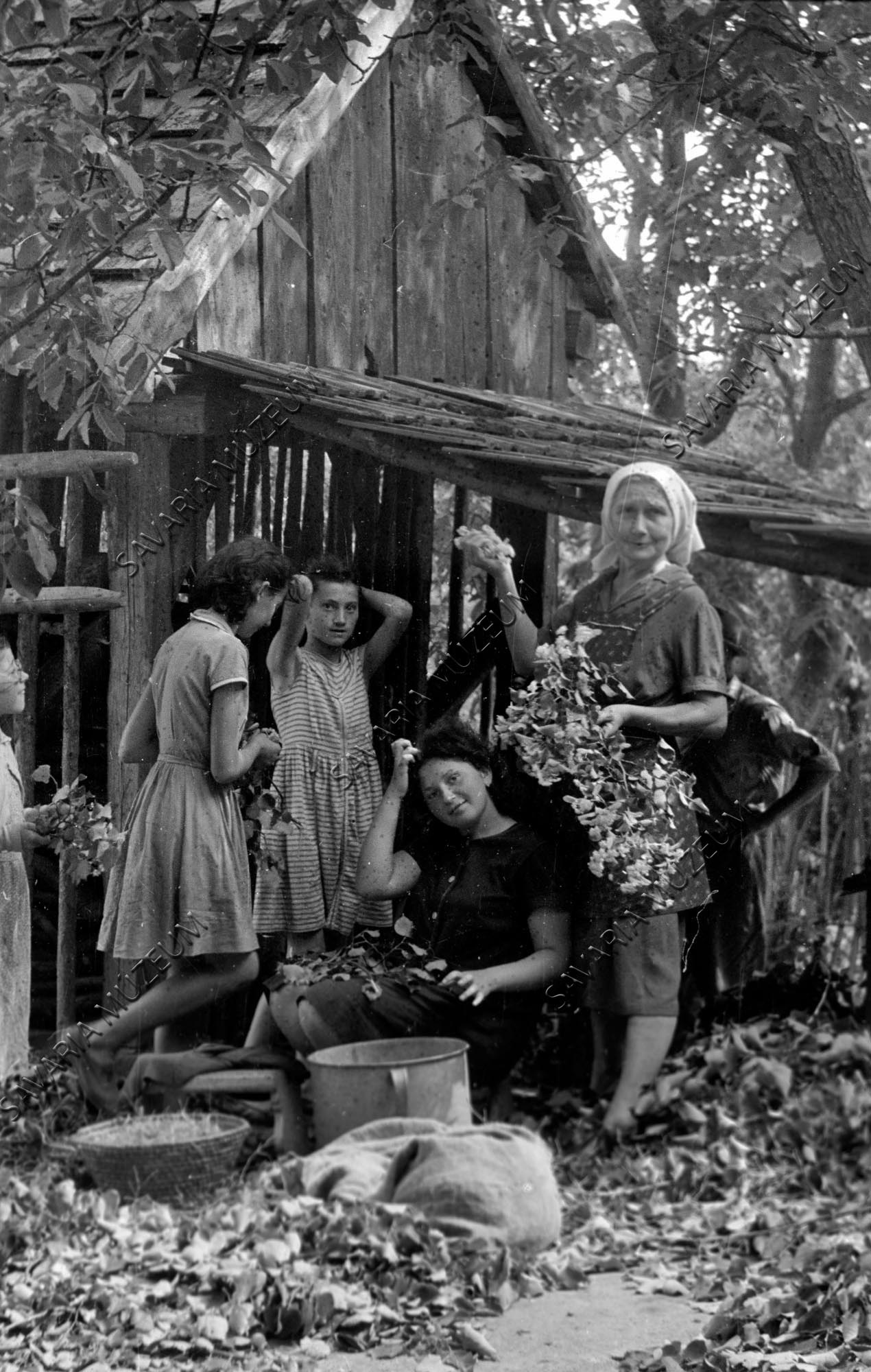 Hársvirág szedése (Savaria Megyei Hatókörű Városi Múzeum, Szombathely CC BY-NC-SA)