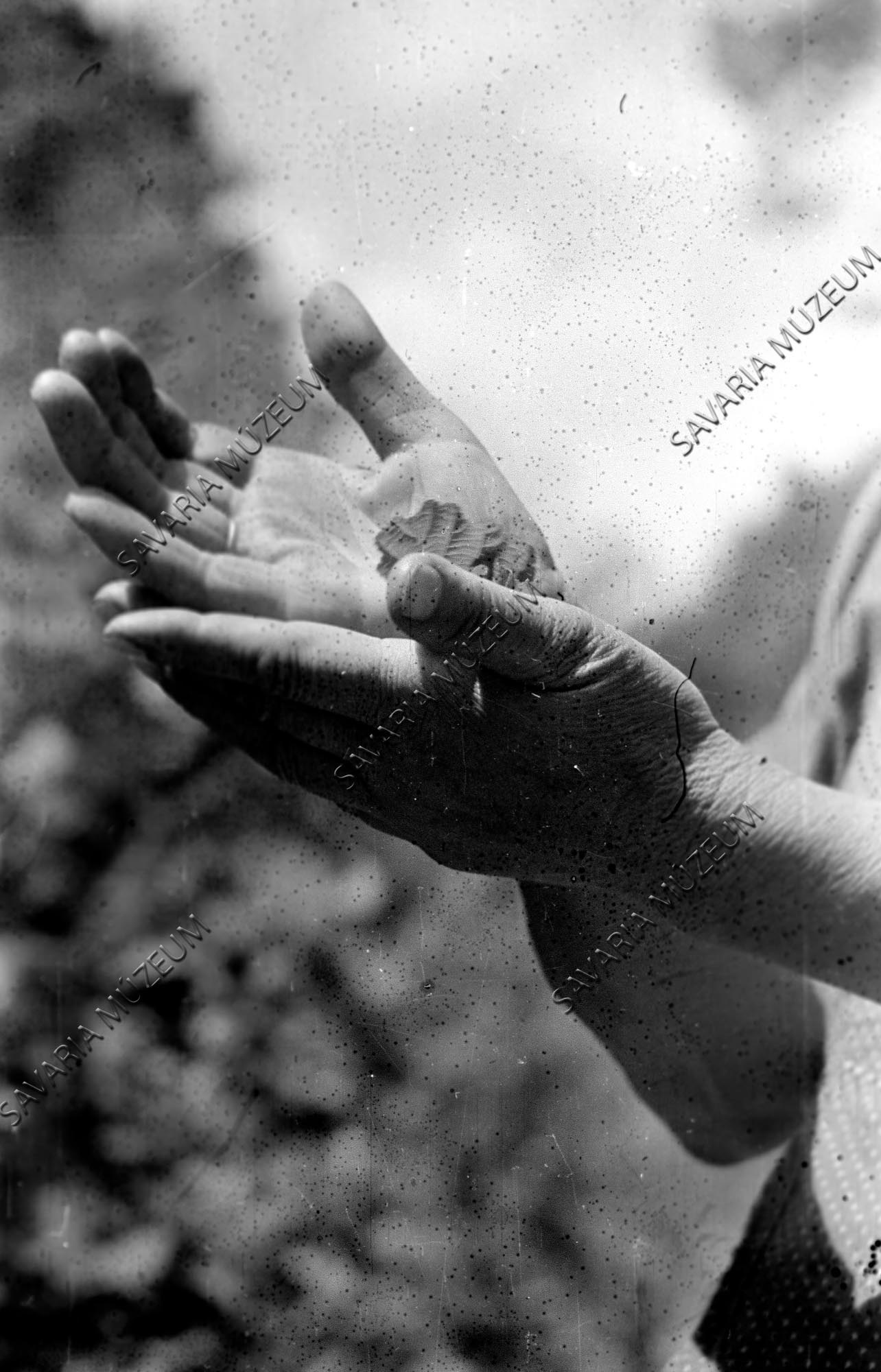 Gyógynövénylevél puhítása kézzel (Savaria Megyei Hatókörű Városi Múzeum, Szombathely CC BY-NC-SA)