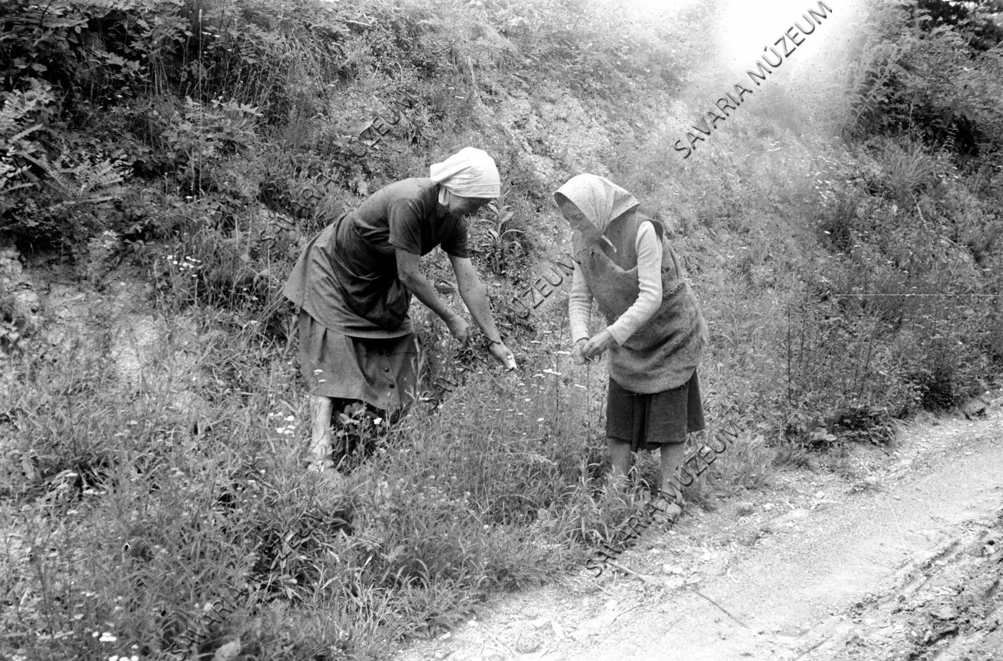 Gyógynövény- gyűjtő asszonyok (Savaria Megyei Hatókörű Városi Múzeum, Szombathely CC BY-NC-SA)