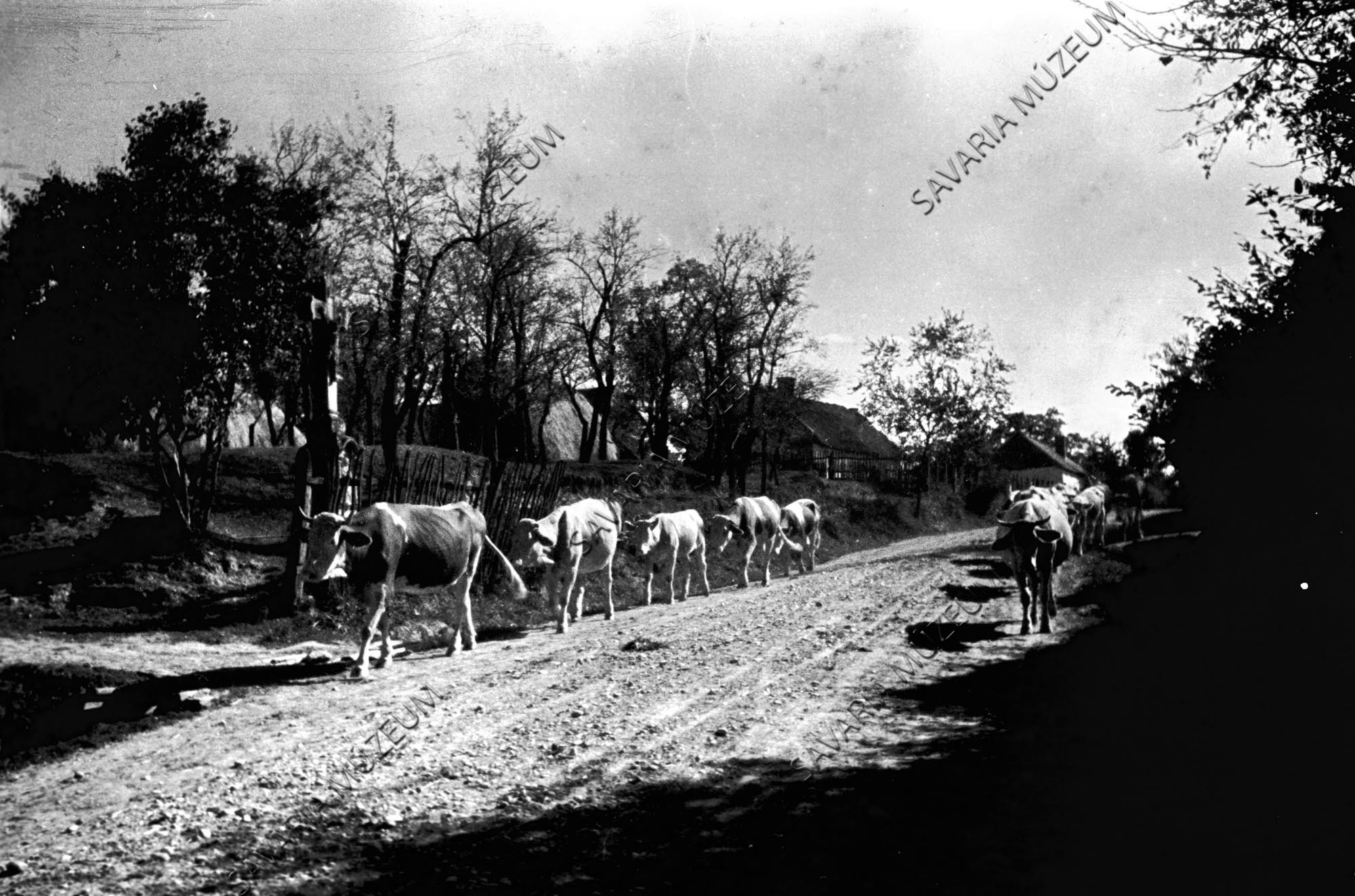 Faluvég, az úttest két oldalán haladó tehéncsordával (Savaria Megyei Hatókörű Városi Múzeum, Szombathely CC BY-NC-SA)