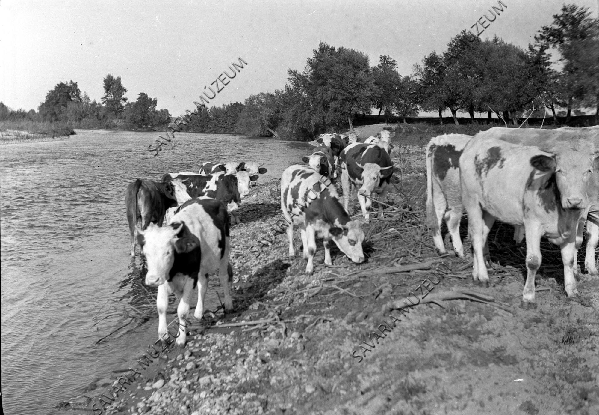 Növendék marhák itatása (Savaria Megyei Hatókörű Városi Múzeum, Szombathely CC BY-NC-SA)
