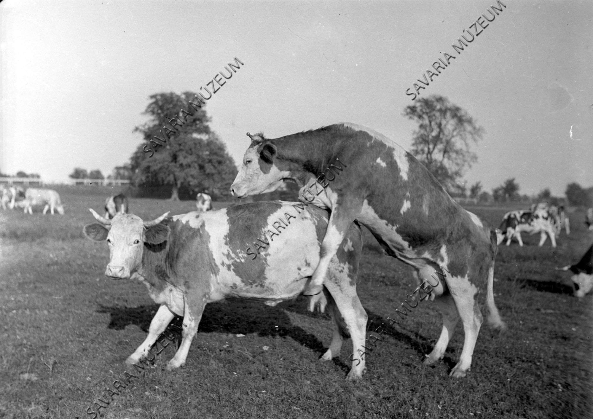 Üzekedő tehén (Savaria Megyei Hatókörű Városi Múzeum, Szombathely CC BY-NC-SA)