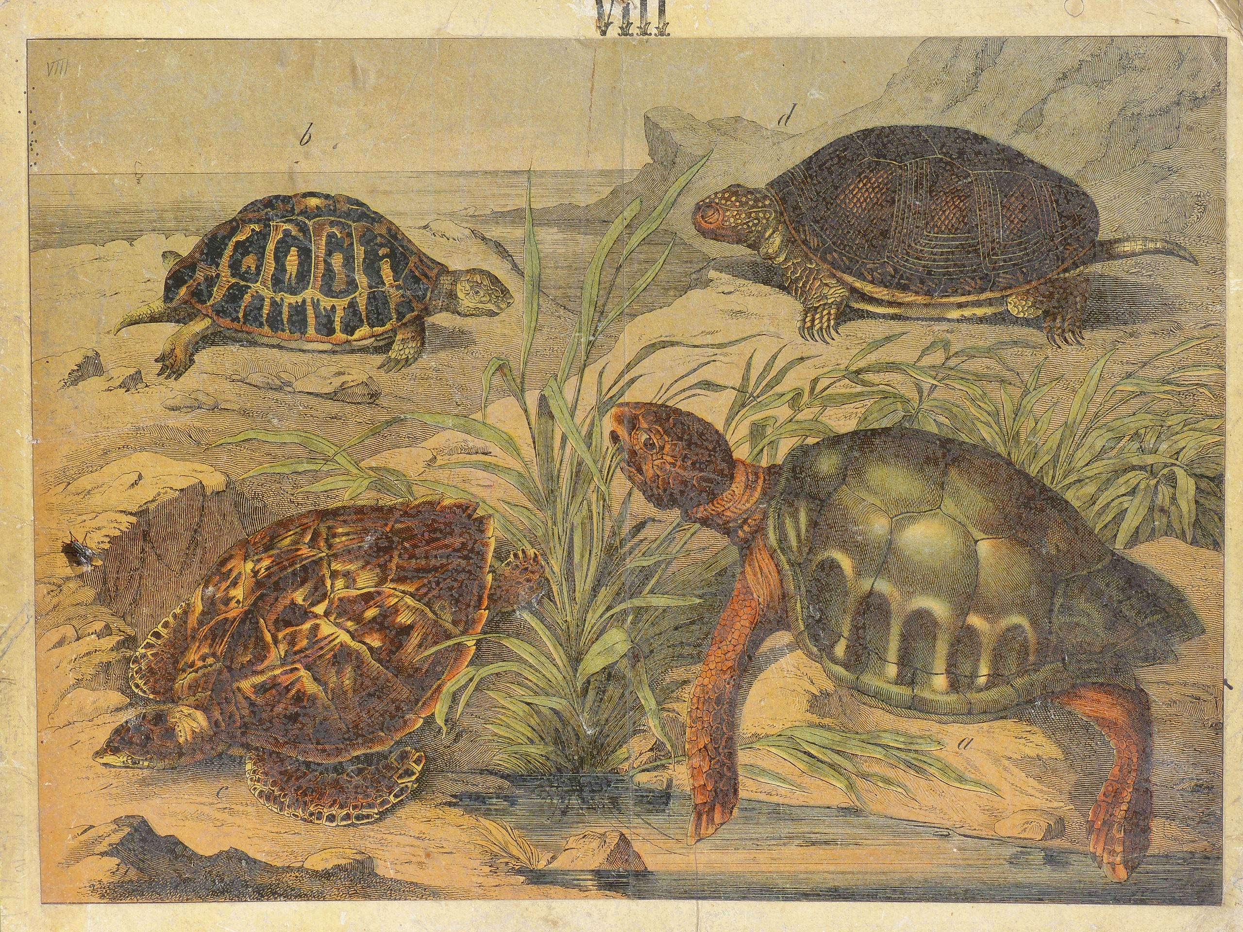 Szemléltető falikép Teknősök (Tapolcai Városi Múzeum CC BY-NC-SA)