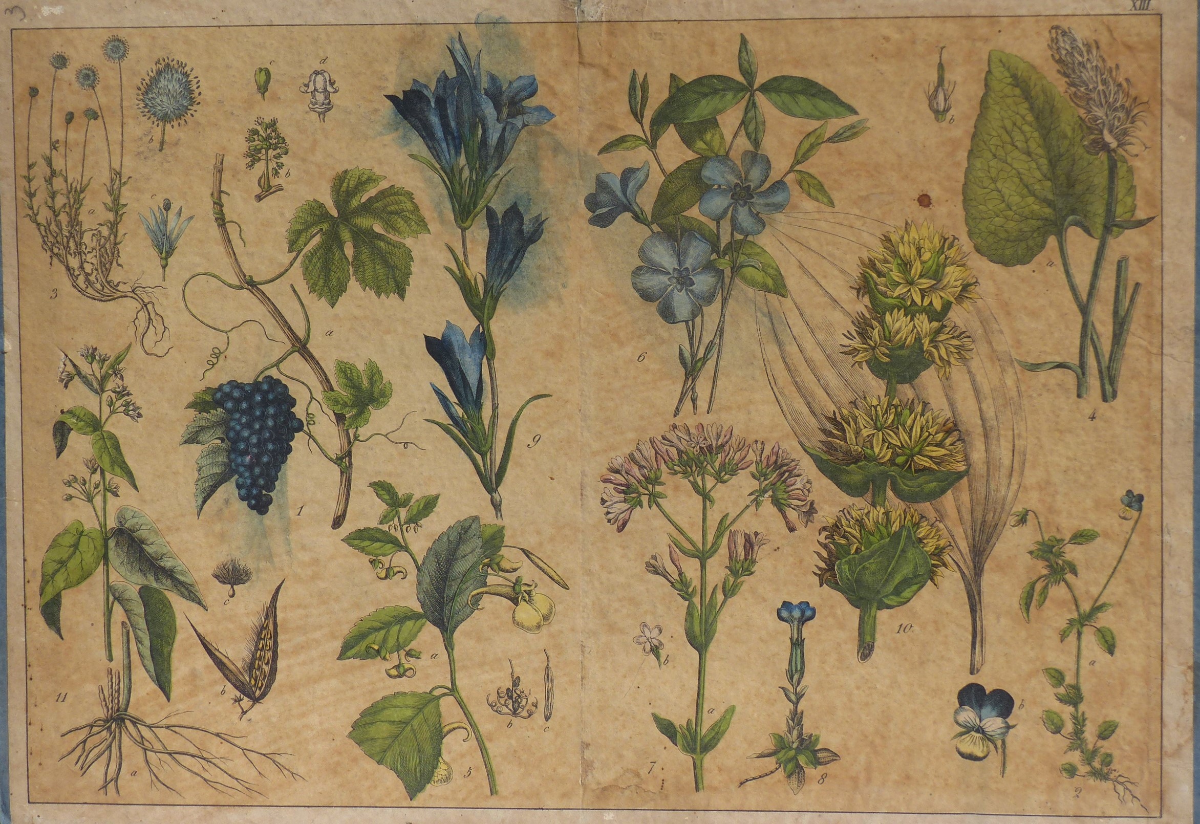 Szemléltető falikép Növények (Tapolcai Városi Múzeum CC BY-NC-SA)