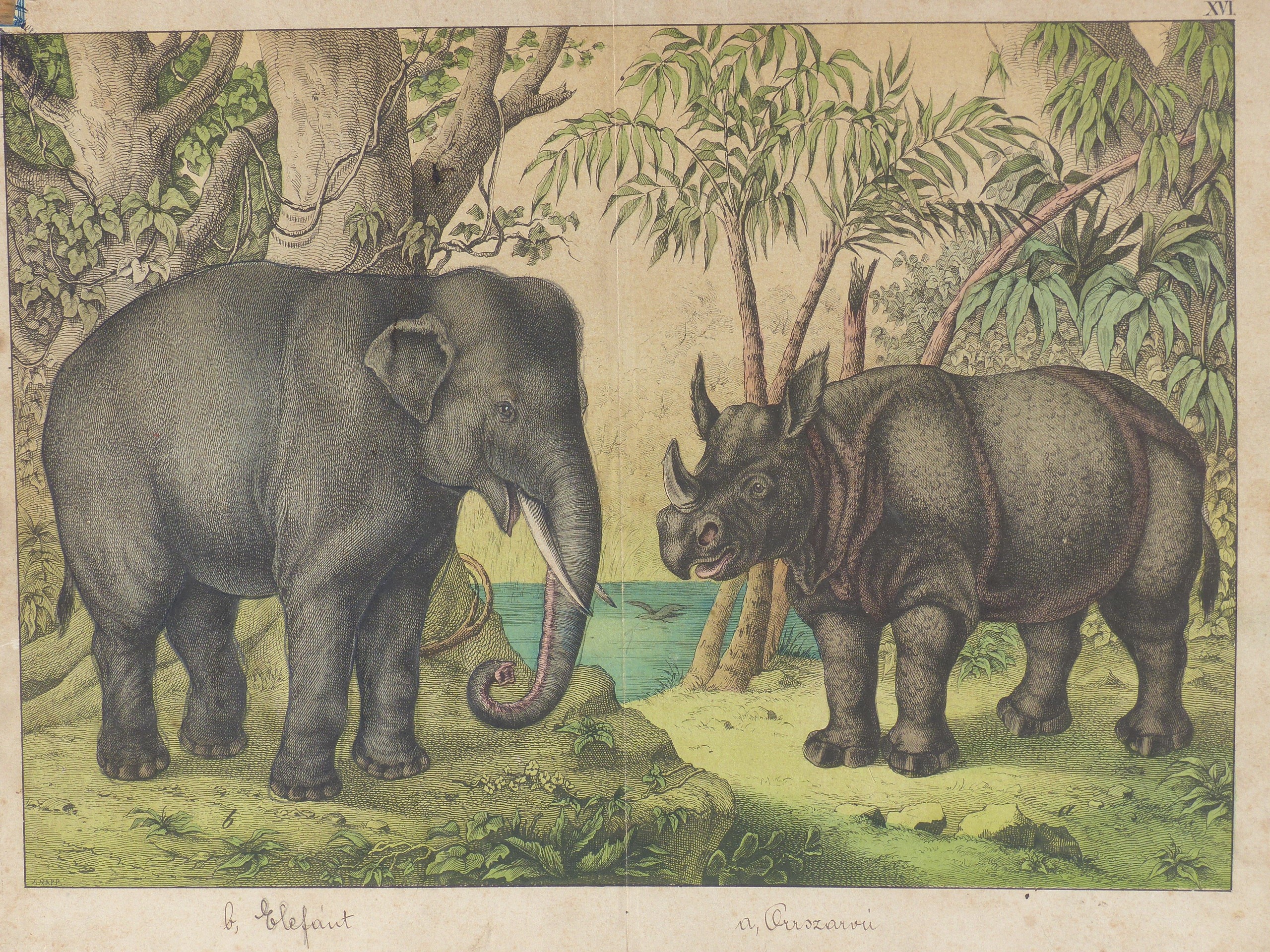 Falikép. Elefánt és orrszarvú (Tapolcai Városi Múzeum CC BY-NC-SA)