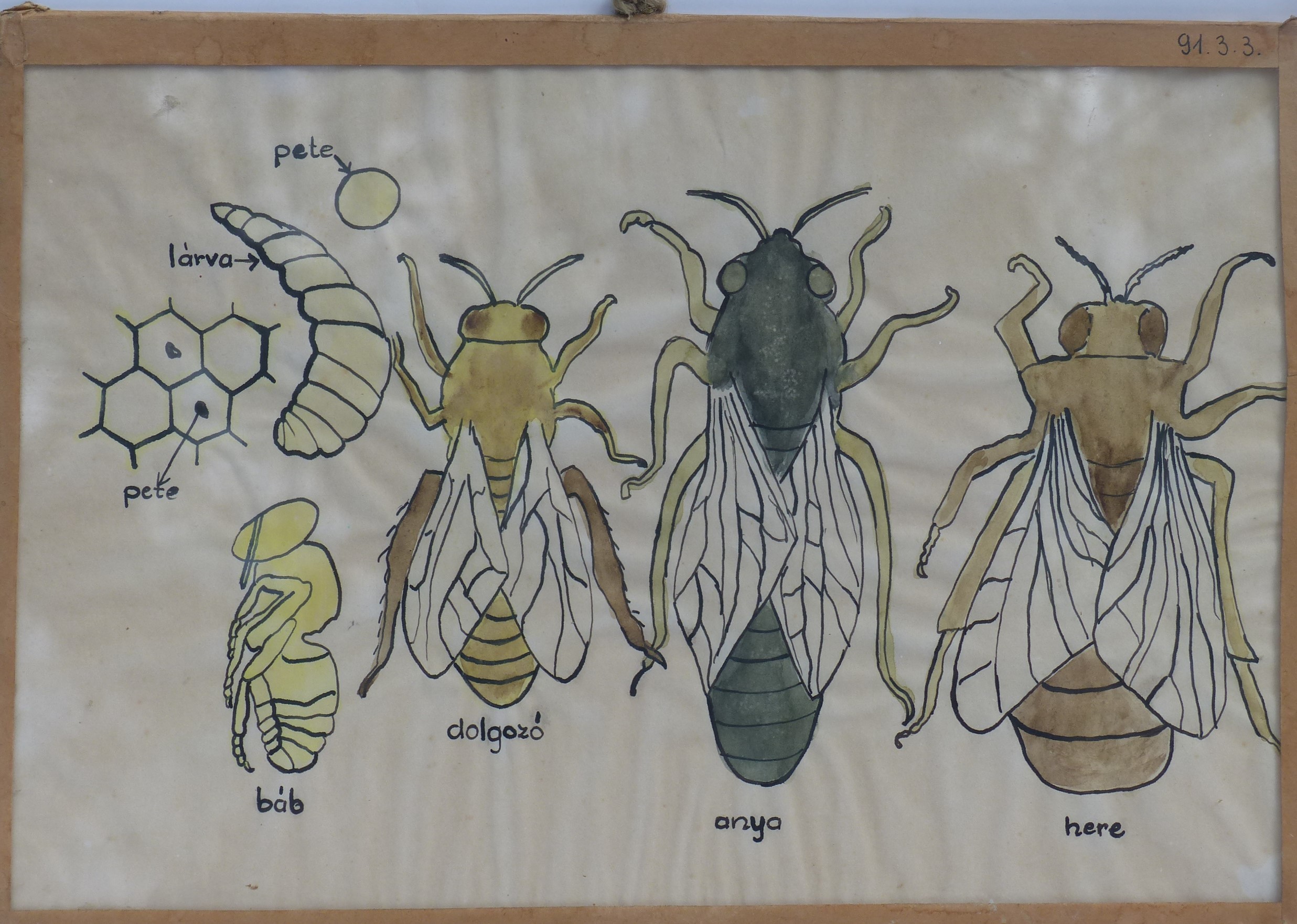 Szemléltető falikép. A méh (Tapolcai Városi Múzeum CC BY-NC-SA)