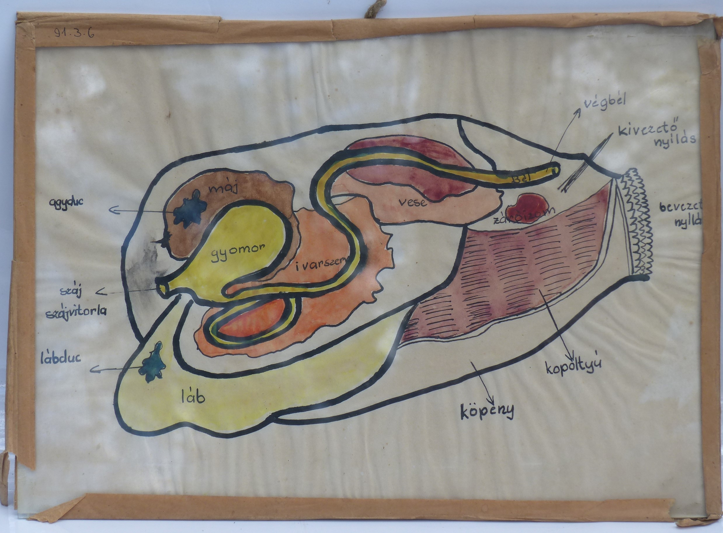 Szemléltető falikép. Kagyló (Tapolcai Városi Múzeum CC BY-NC-SA)