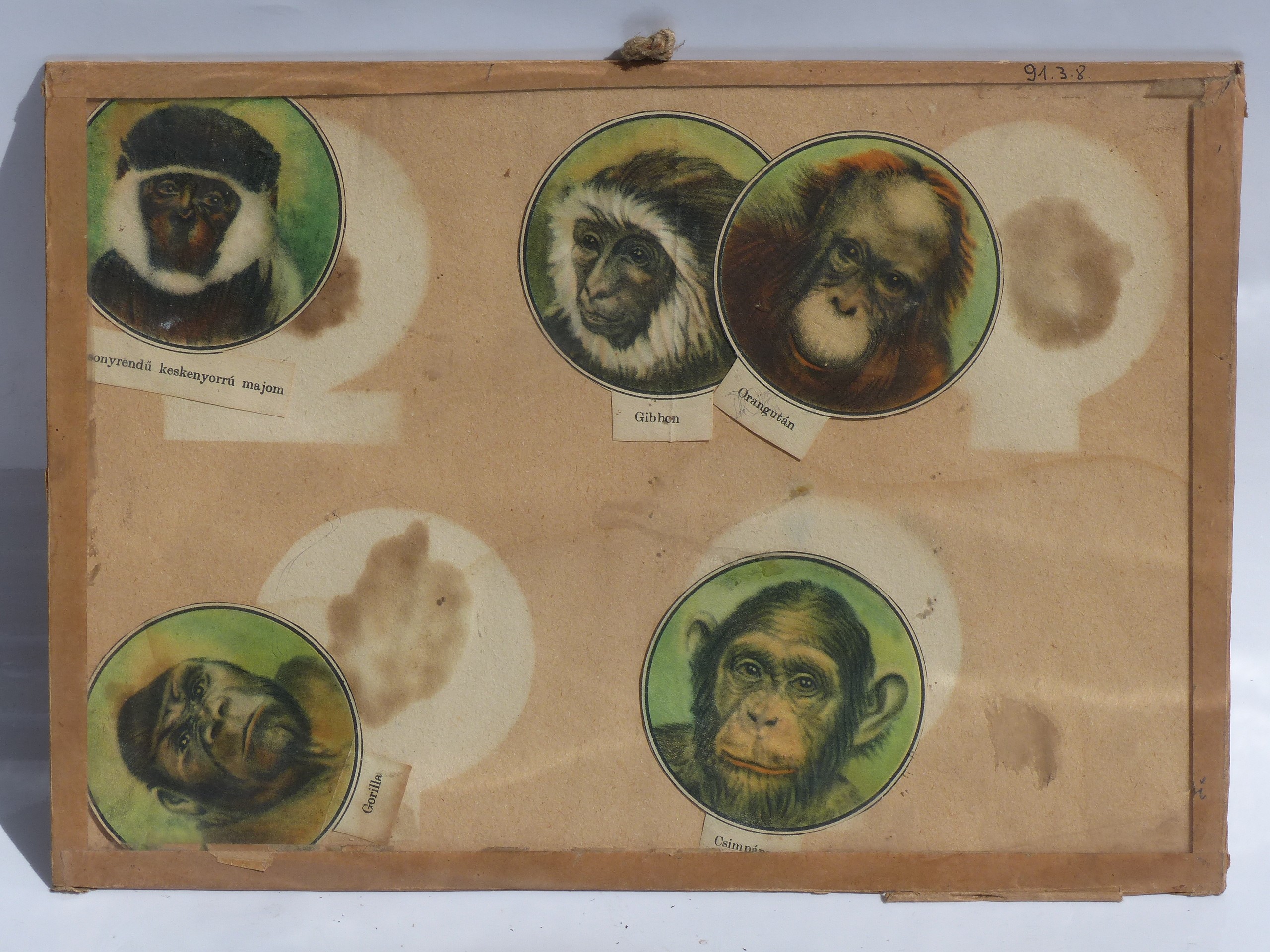 Szemléltető falikép. A majmok (Tapolcai Városi Múzeum CC BY-NC-SA)
