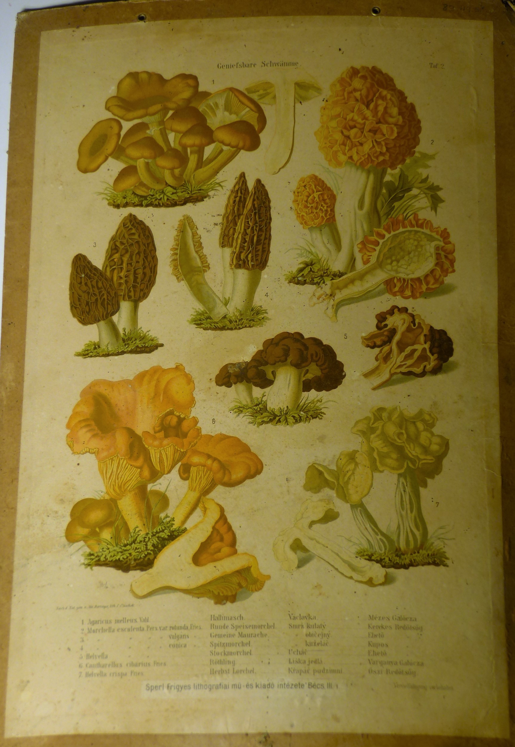 Ehető gombák (Geniessbare Schwamme) faliképsorozat  2. tábla (Tapolcai Városi Múzeum CC BY-NC-SA)